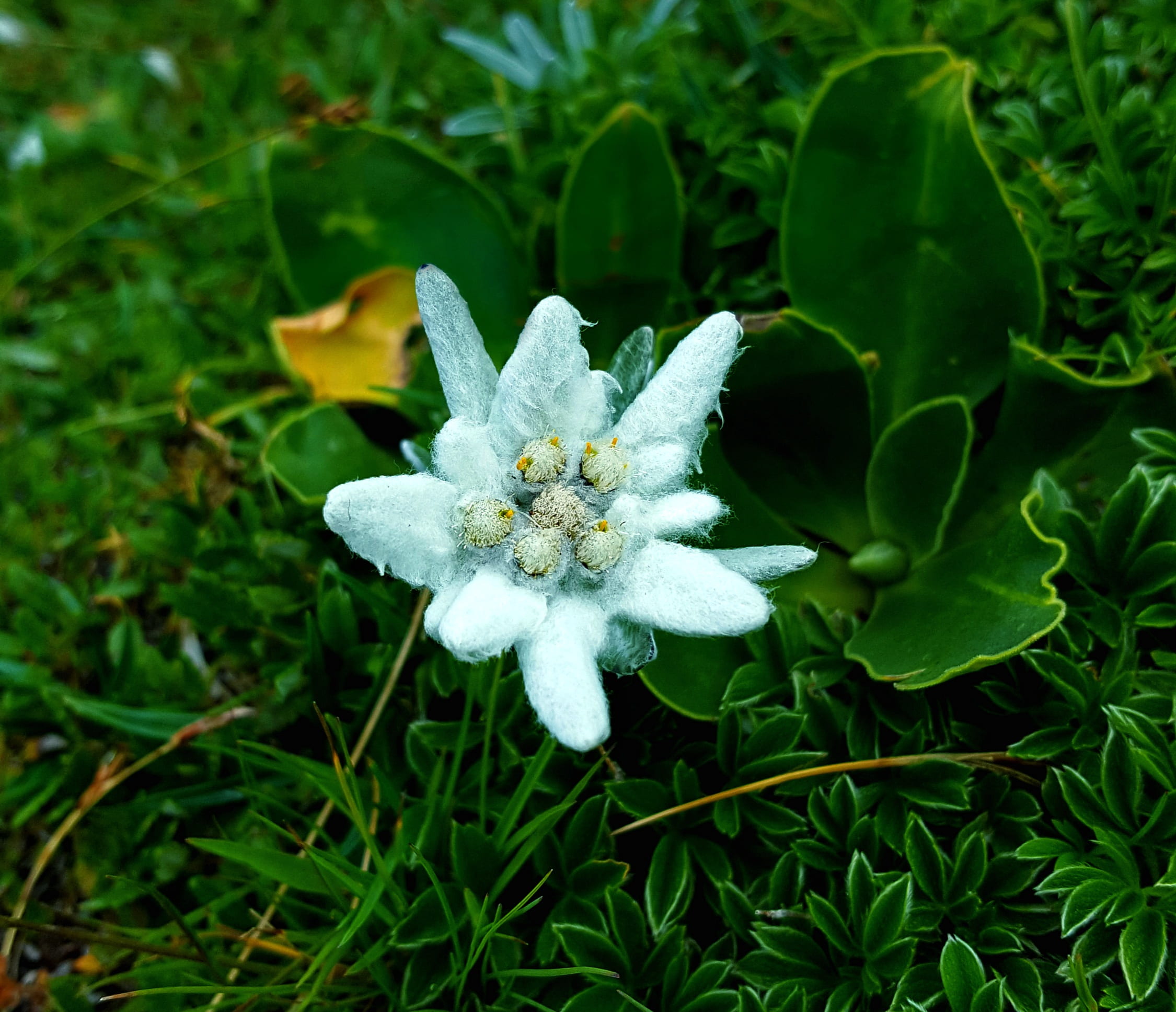 leaf, white color, plant part, flower head, flower, petal, day, mountains, beauty in nature, vulnerability, alp, green color, inflorescence, alpine, fragility, HD Wallpaper