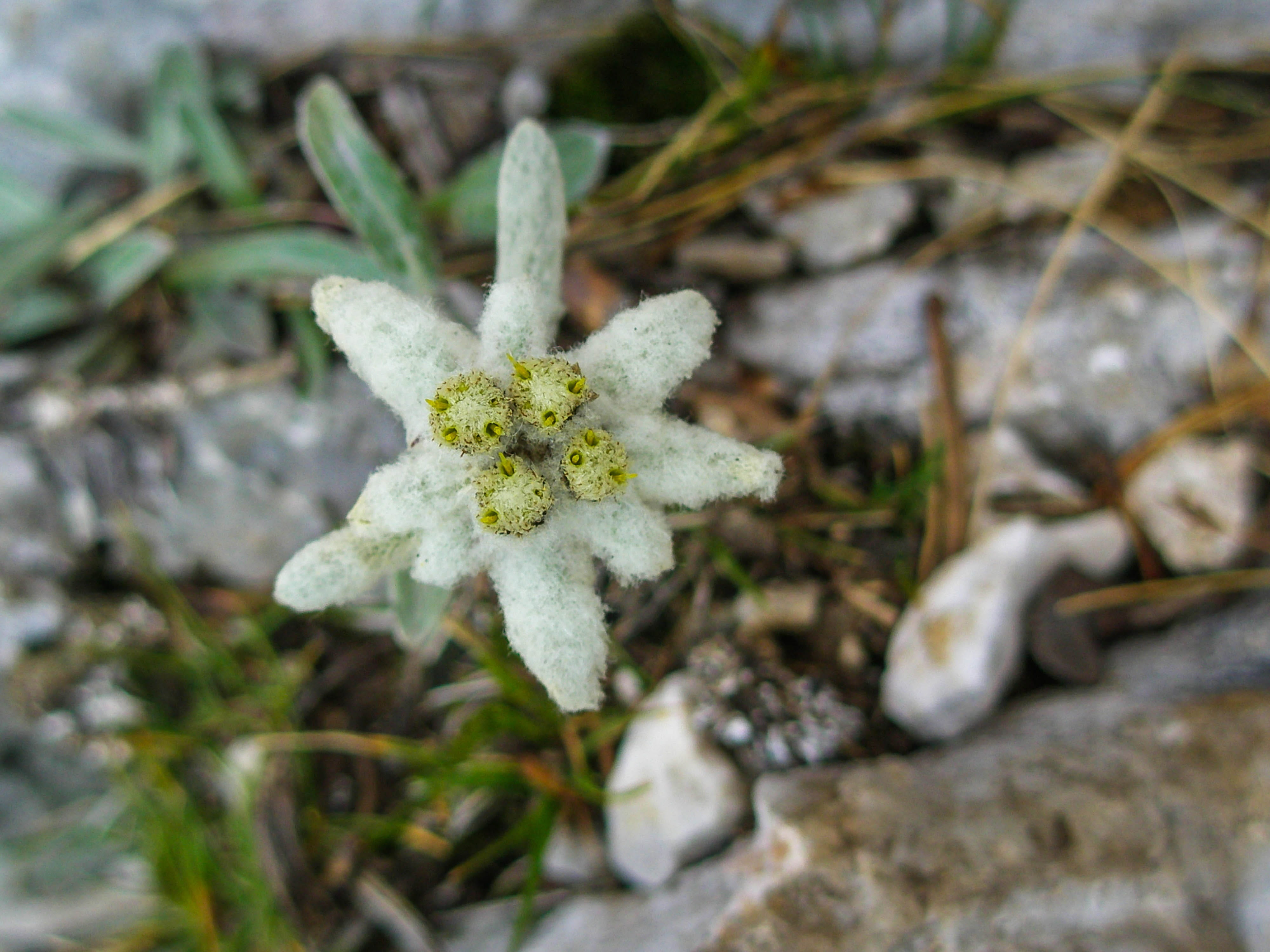 flower head, Alpine, 4K, nature, day, mountains, mountain meadow, white color, freshness, alpine, fragility, flower, vulnerability, inflorescence, petal, HD Wallpaper