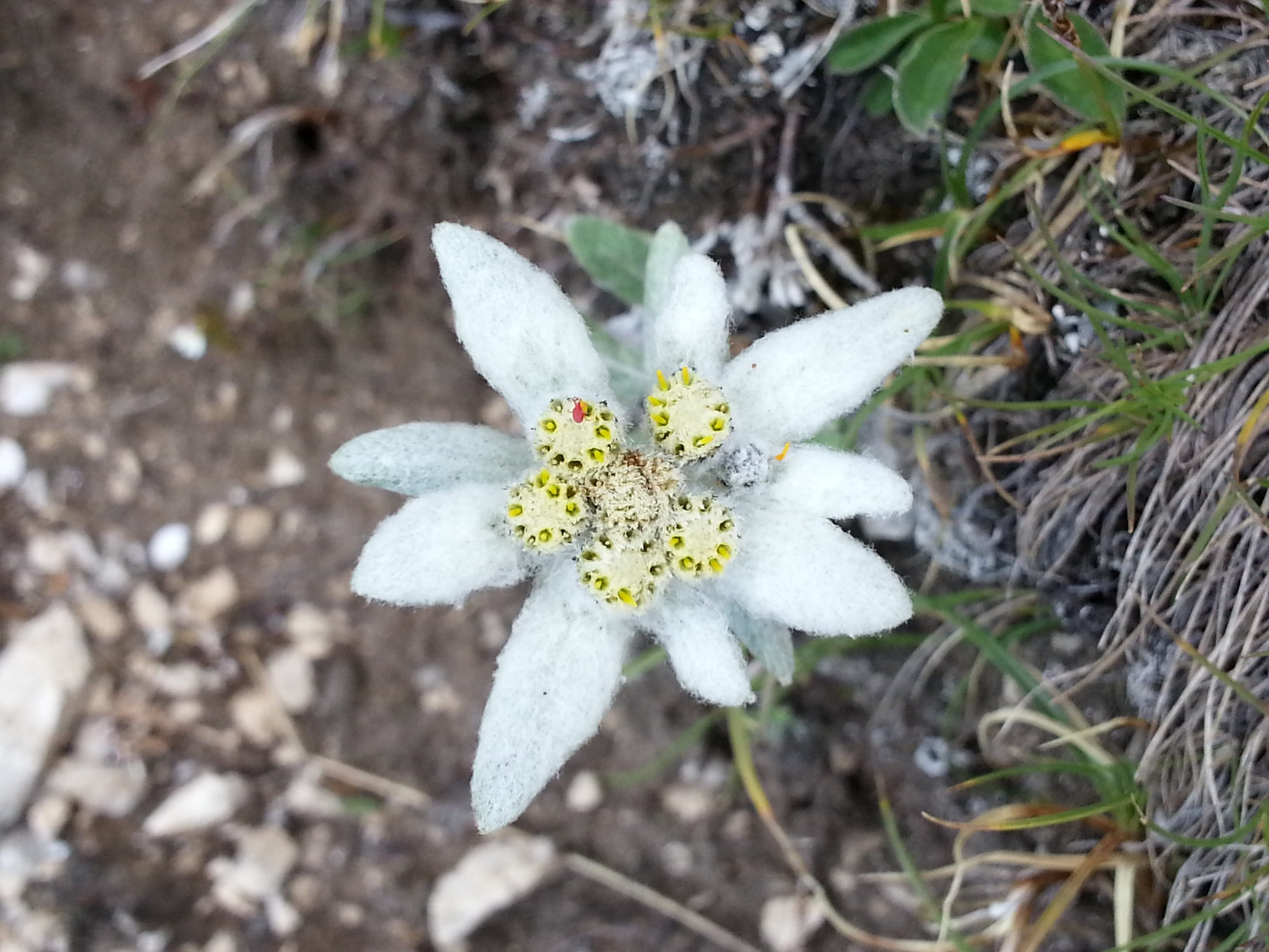 springtime, nature, Edelweiss, fragility, plant, close-up, outdoors, Dolomites, vulnerability, day, focus on foreground, gnafalio, white color, Flower, HD Wallpaper