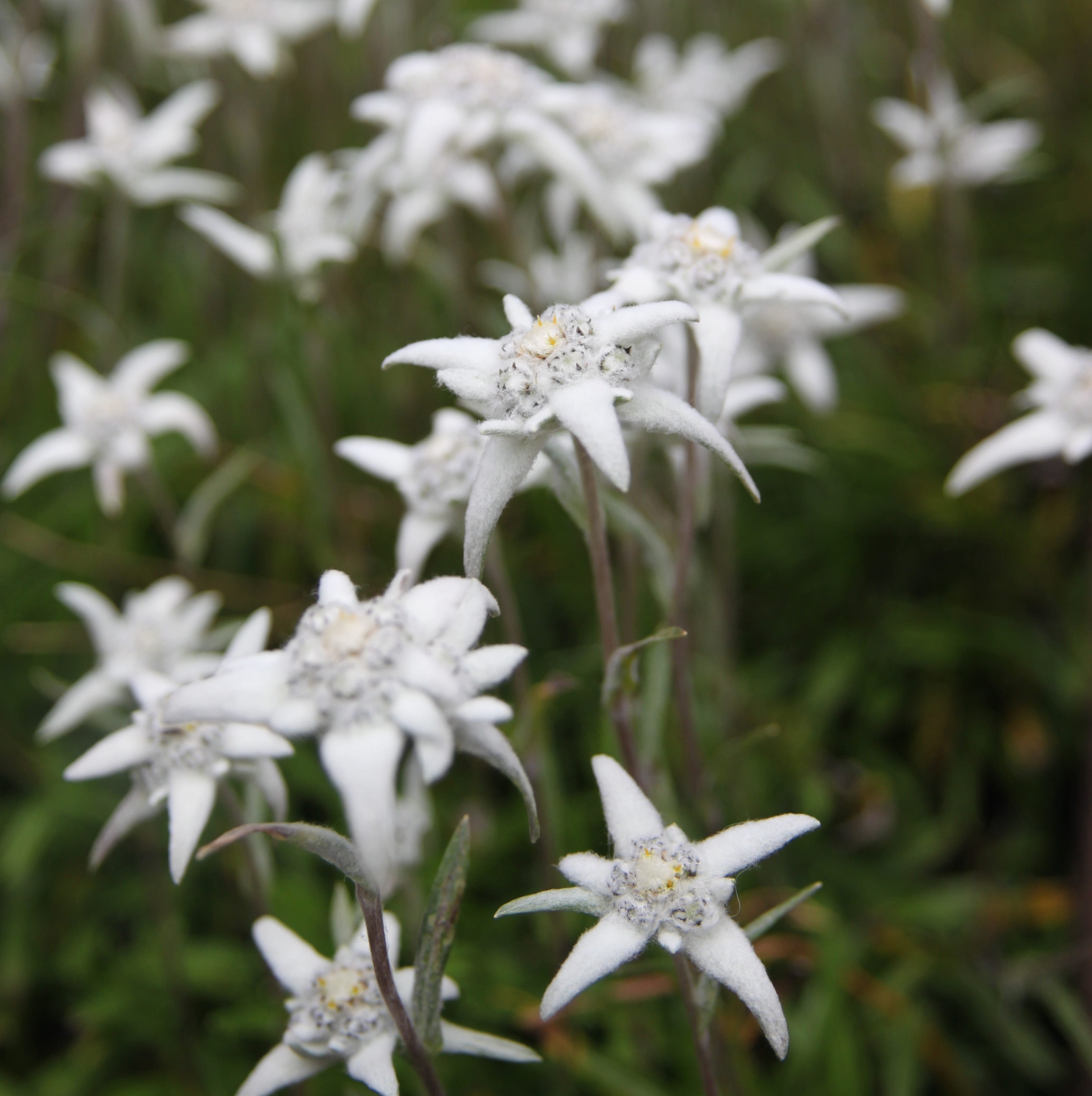 growth, petal, davos, switzerland, nature, outdoors, flower head, day, white color, fragility, edelweiss, plant, plant stem, freshness, flower, close-up, Phone HD Wallpaper