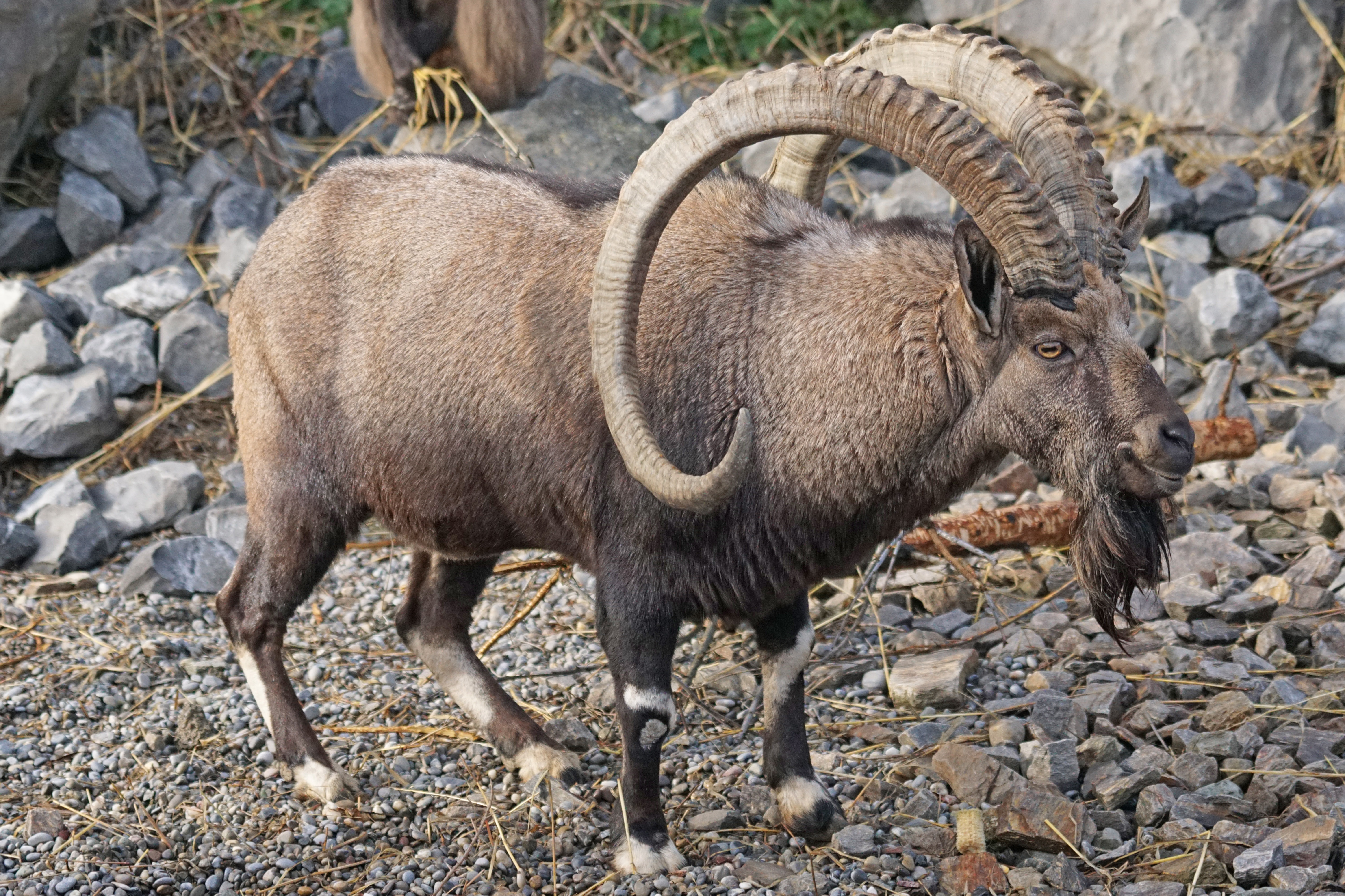 gravel, ethiopia, solid, nubischer capricorn, ram, animals in the wild, domestic animals, wildlife, group of animals, animals, vertebrate, ibex, domestic, HD Wallpaper
