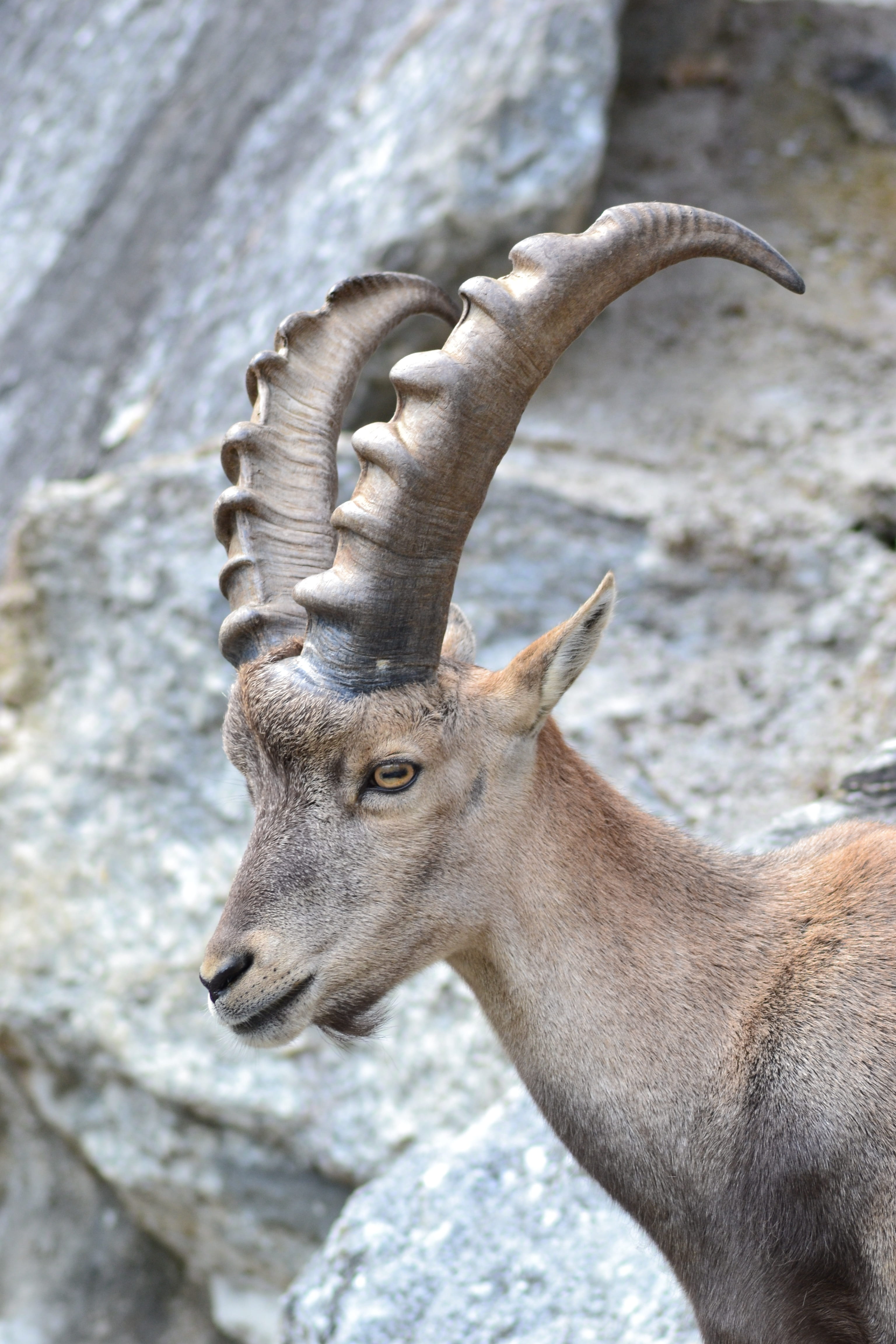 zoo, mountains, 4K, capricorn, nature, herbivorous, wild animal, animals in the wild, animal themes, close-up, focus on foreground, animal body part, animal, Phone HD Wallpaper