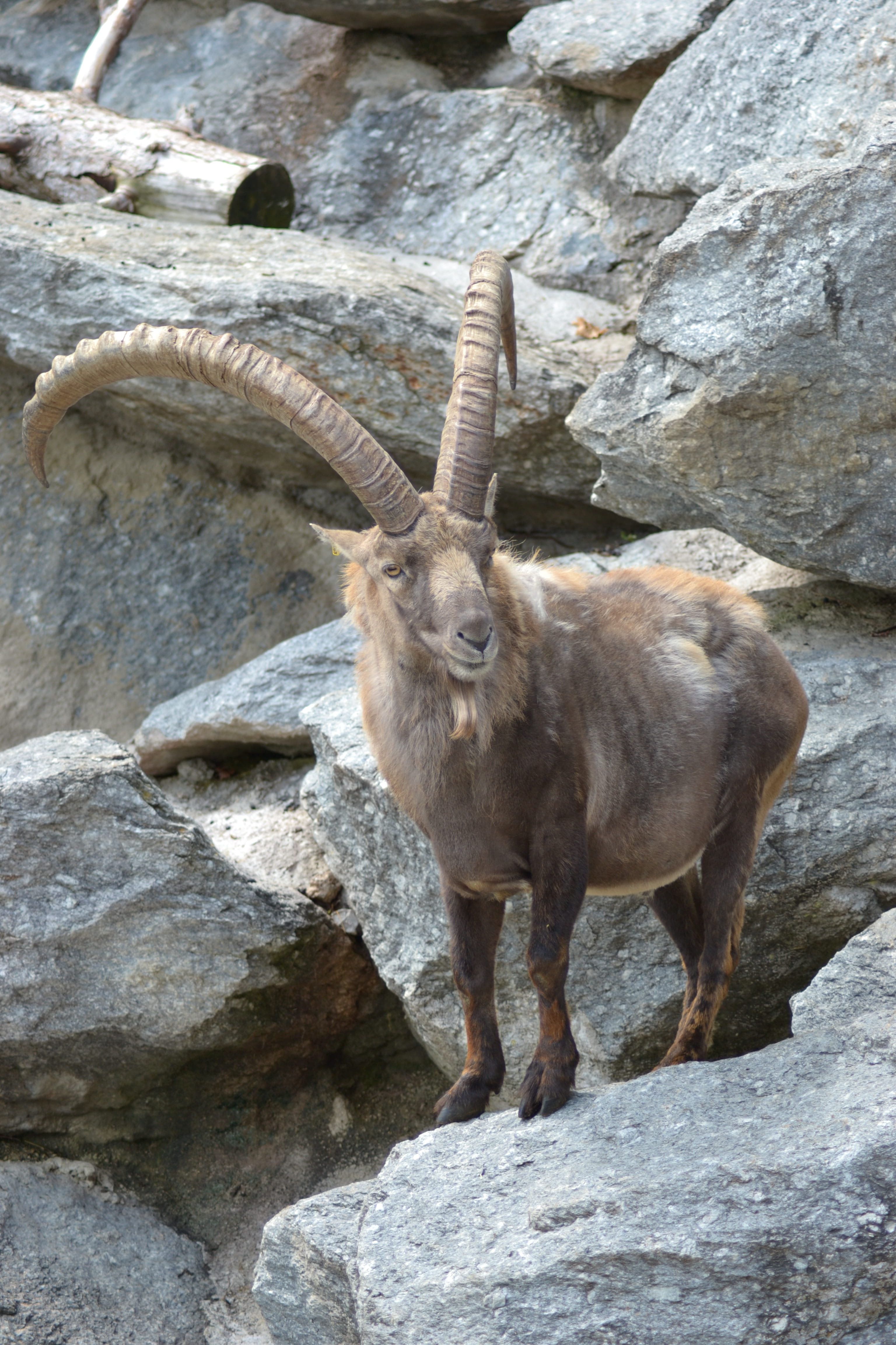 nature, animals in the wild, full length, standing, outdoors, vertebrate, summer, mountains, no people, horned, Animal, day, stone wall, rock formation, Phone HD Wallpaper