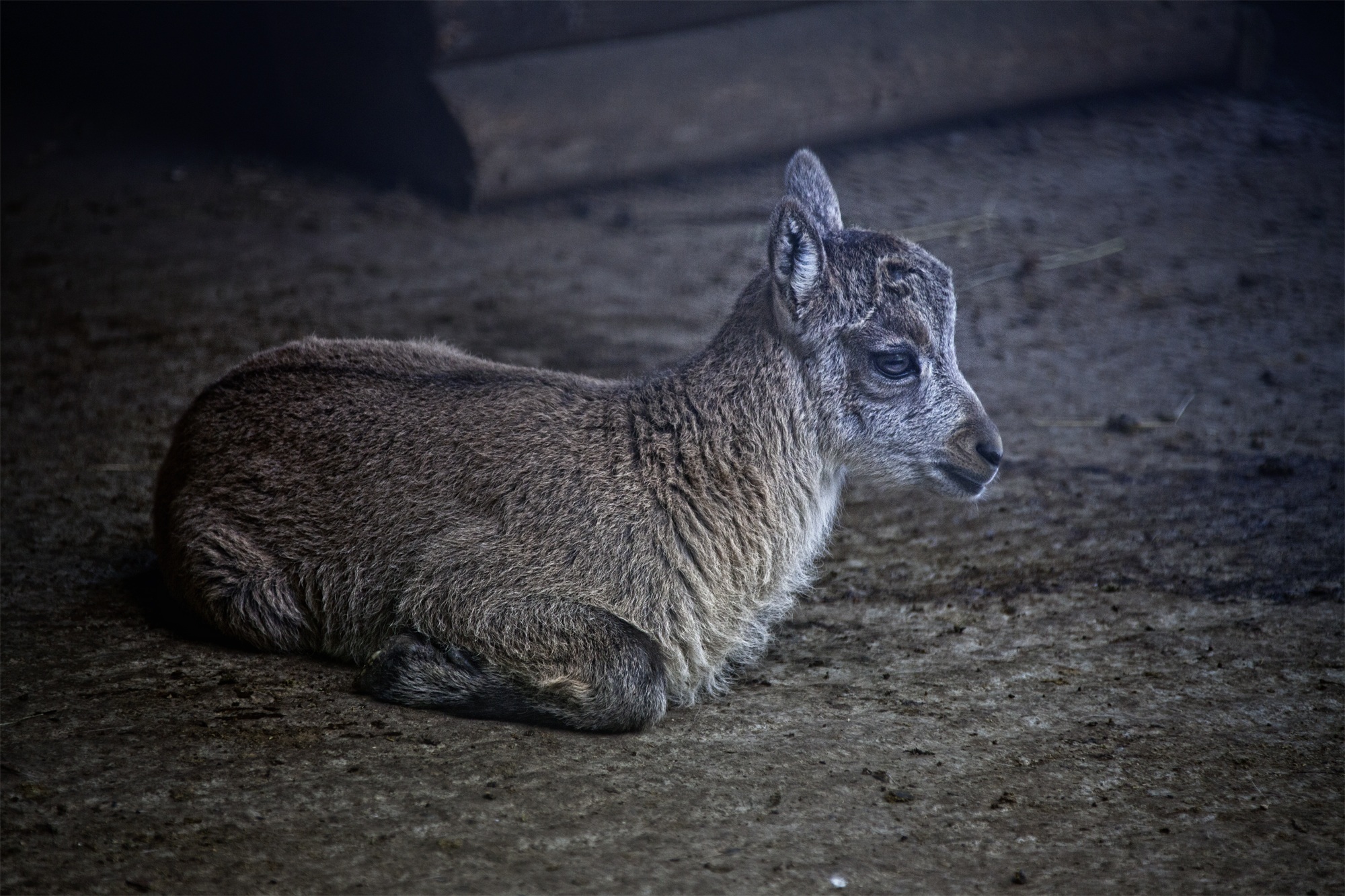 domestic animals, focus on foreground, 1080P, young, one animal, capricorn baby, relaxation, outdoors, day, young animal, capricorn, vertebrate, animals in the wild, HD Wallpaper