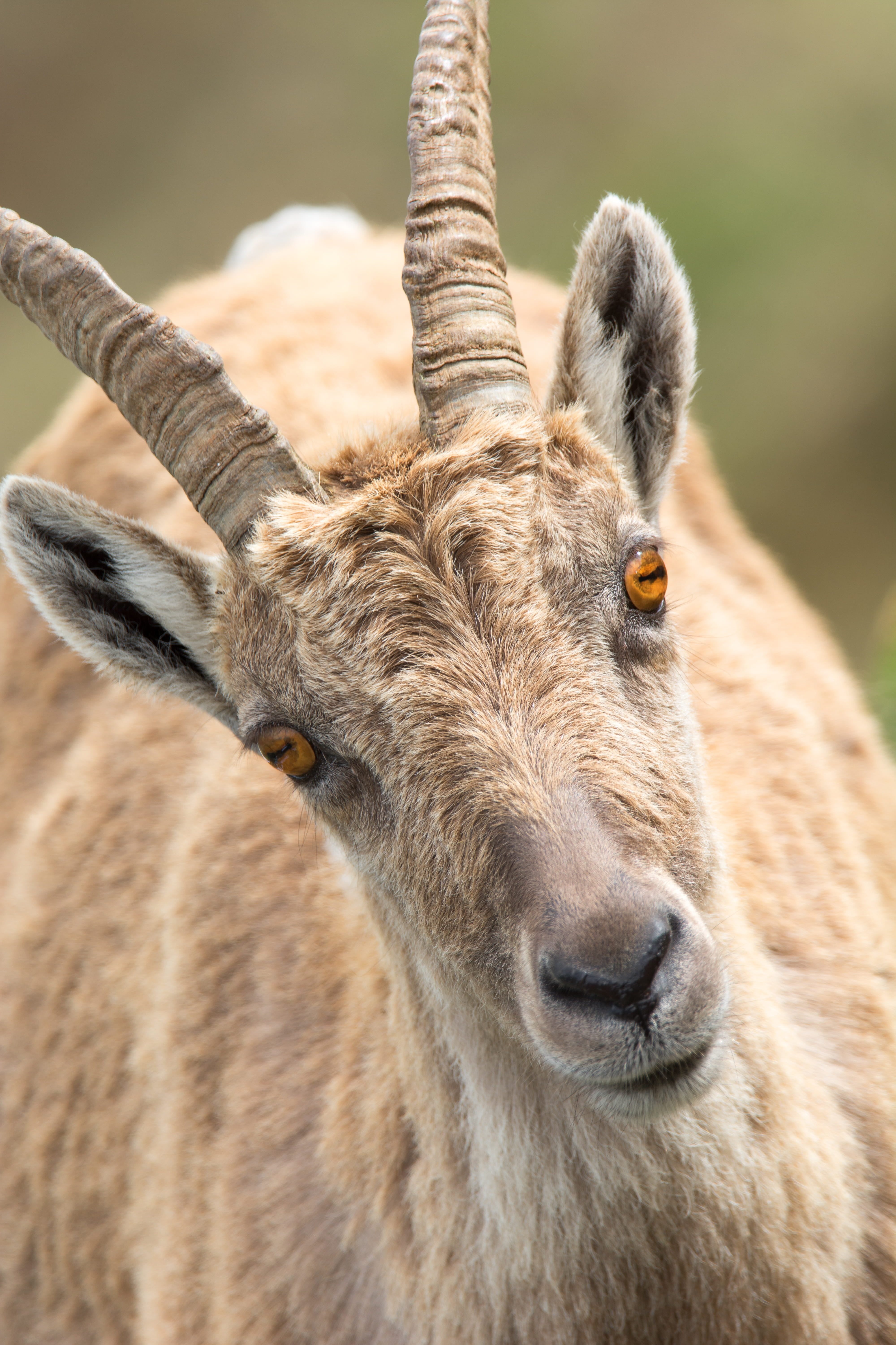antelope, animal themes, portrait, capricorn, female, one animal, herbivorous, close-up, animal wildlife, summer, mammal, animal neck, stone goat, day, Phone HD Wallpaper