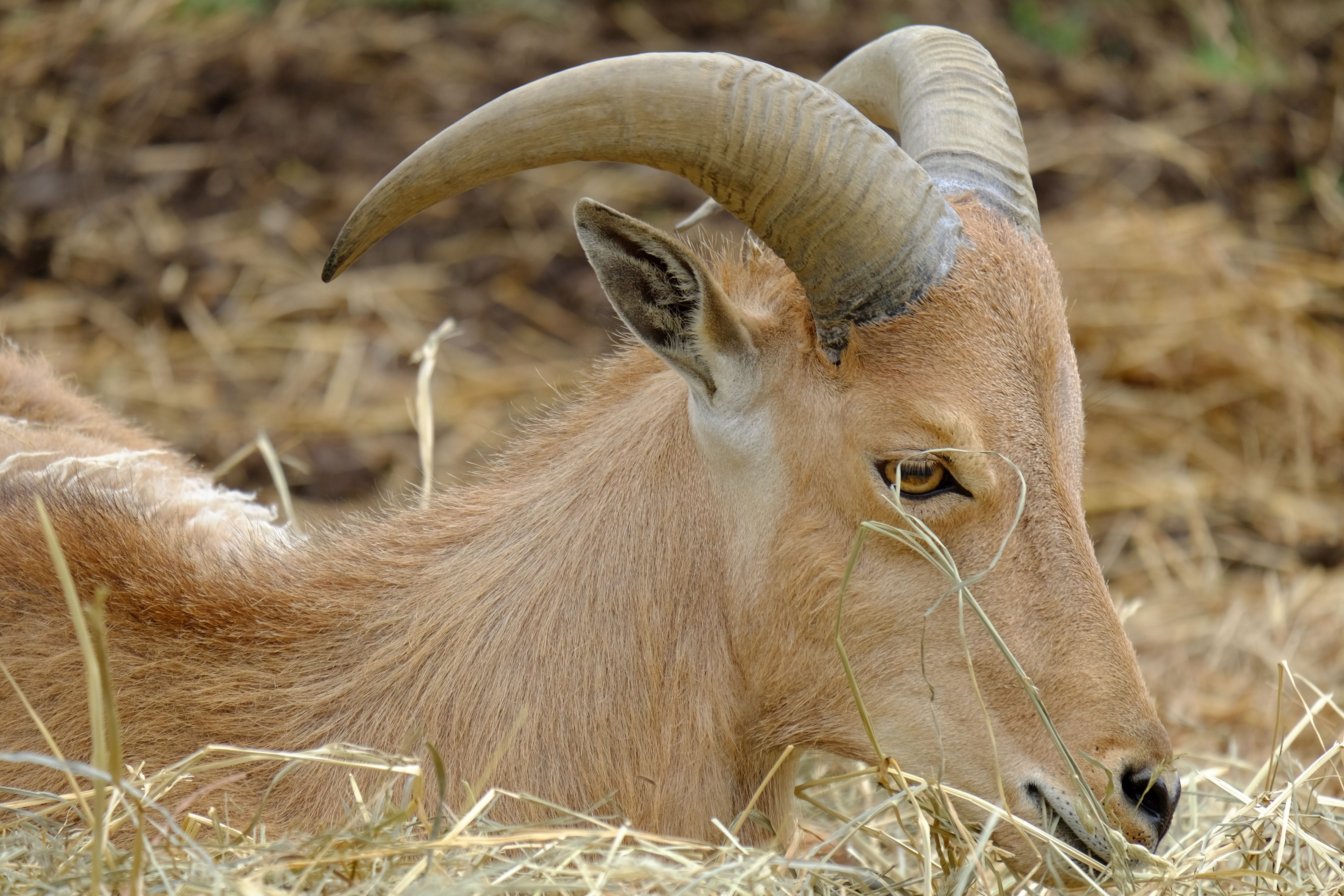 animal head, nature, land, vertebrate, goat, animal wildlife, capricorn, animals in the wild, no people, zodiac sign, 4K, mammal, one animal, domestic animals, HD Wallpaper