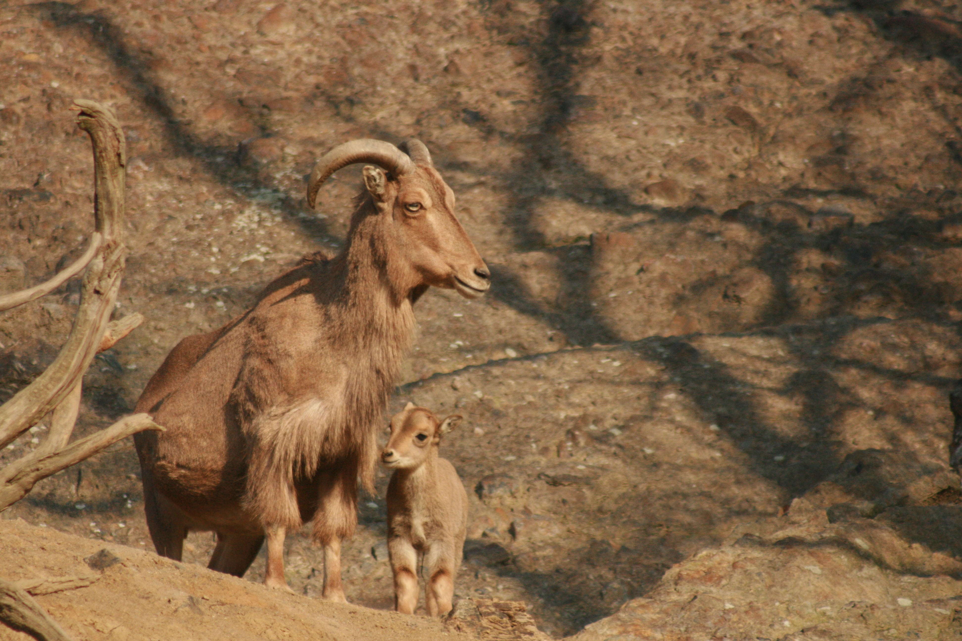 capricorn, solid, animals, nature, group of animals, mammal, animal family, pets, domestic animals, animal wildlife, two animals, rock - object, rock, no people, HD Wallpaper