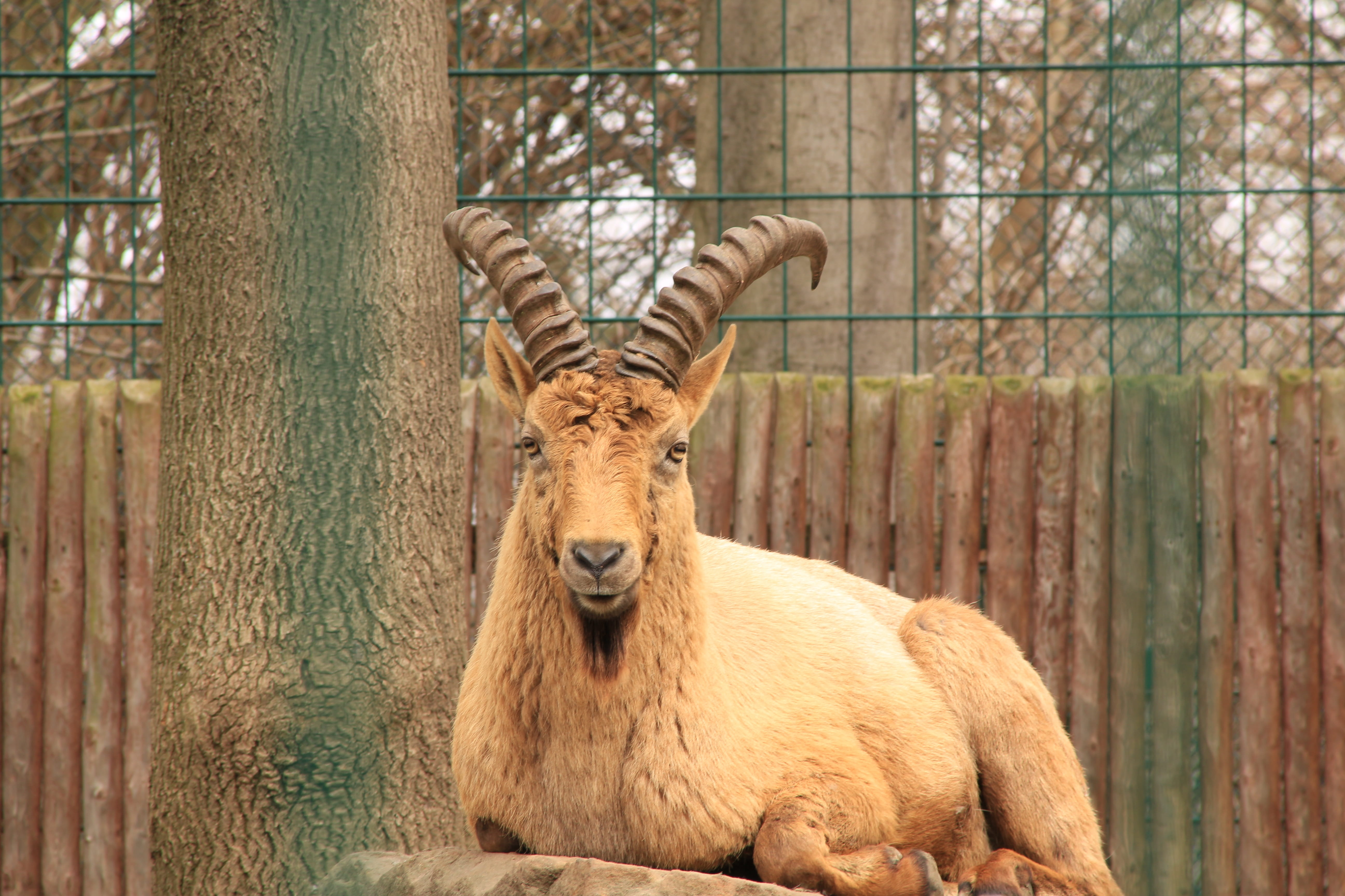 caucasian ibex, Capricorn, Ibex, animal wildlife, male, one animal, nature, 5K, zoo, Caucasus, barrier, domestic animals, day, herbivorous, fence, horns, HD Wallpaper