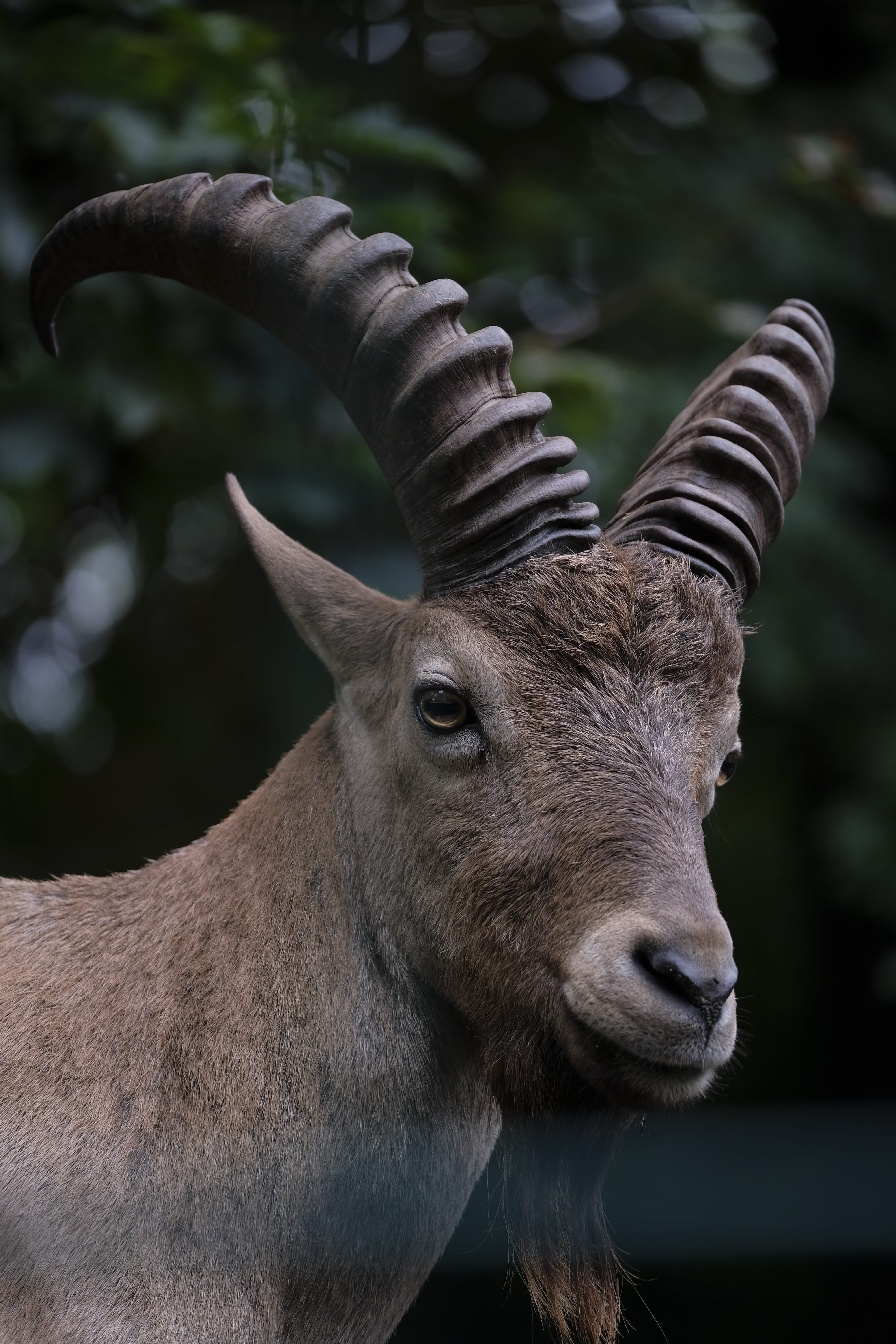 bock, animal themes, nature, vertebrate, no people, capricorn, horned, deer, 5K, one animal, domestic animals, horns, herbivorous, brown, animal head, Phone HD Wallpaper