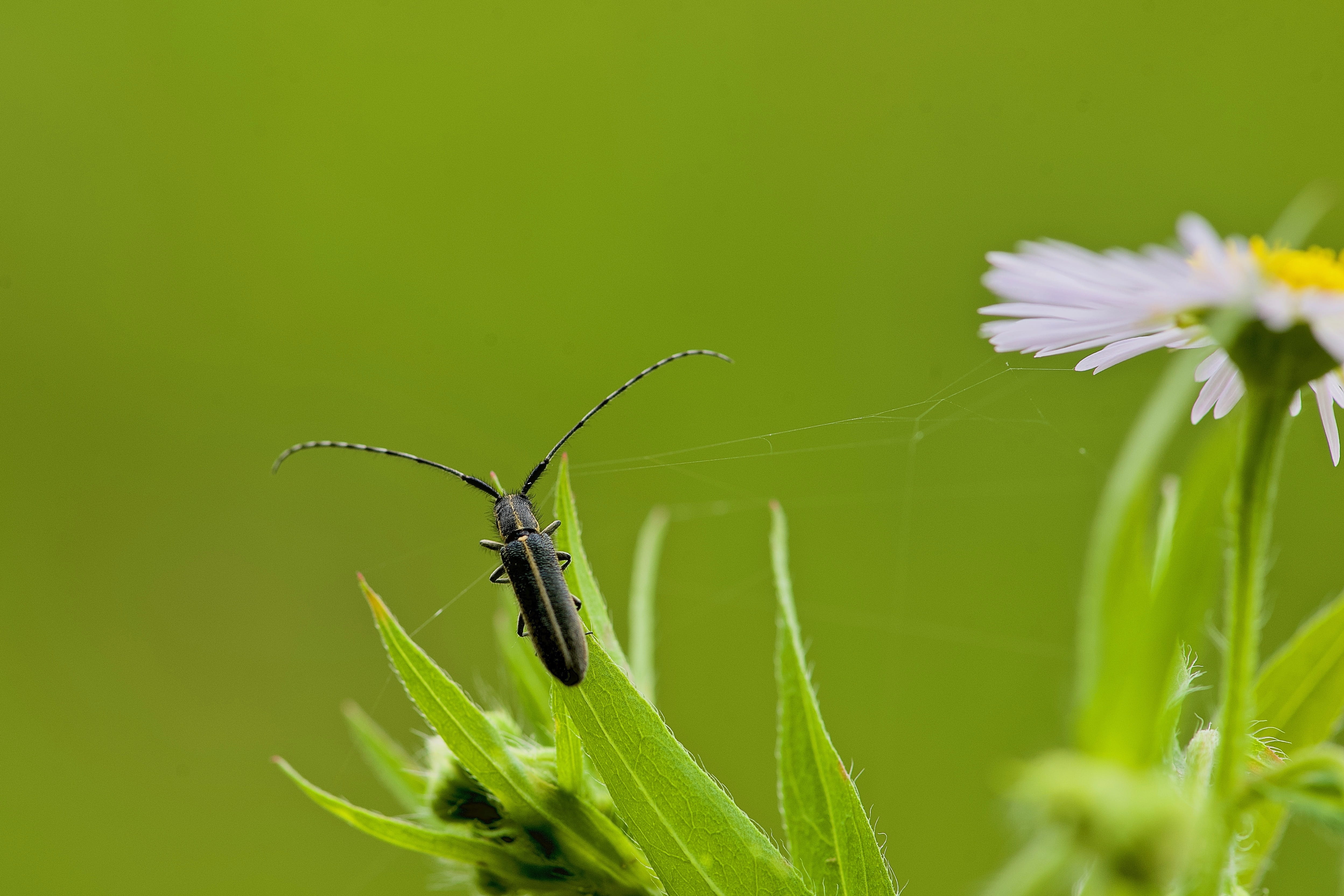 flower, outdoors, 4K, nature, hooked, flower head, beauty in nature, grass, plant, animal wildlife, animals in the wild, pollination, freshness, fragility, HD Wallpaper