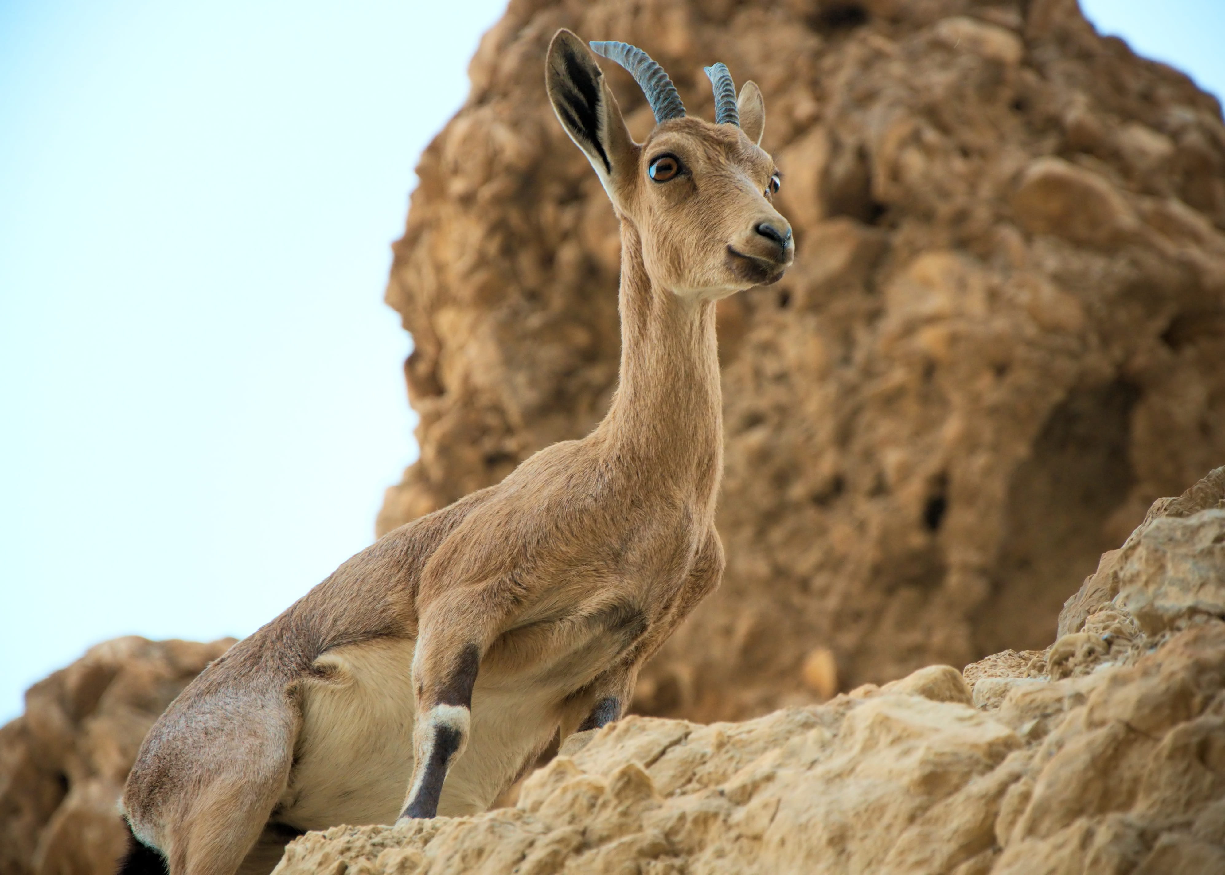nature, rock - object, Desert, mammal, animals In The Wild, brown, focus on foreground, Rock, solid, animal wildlife, herbivorous, wilderness Area, mountain, HD Wallpaper