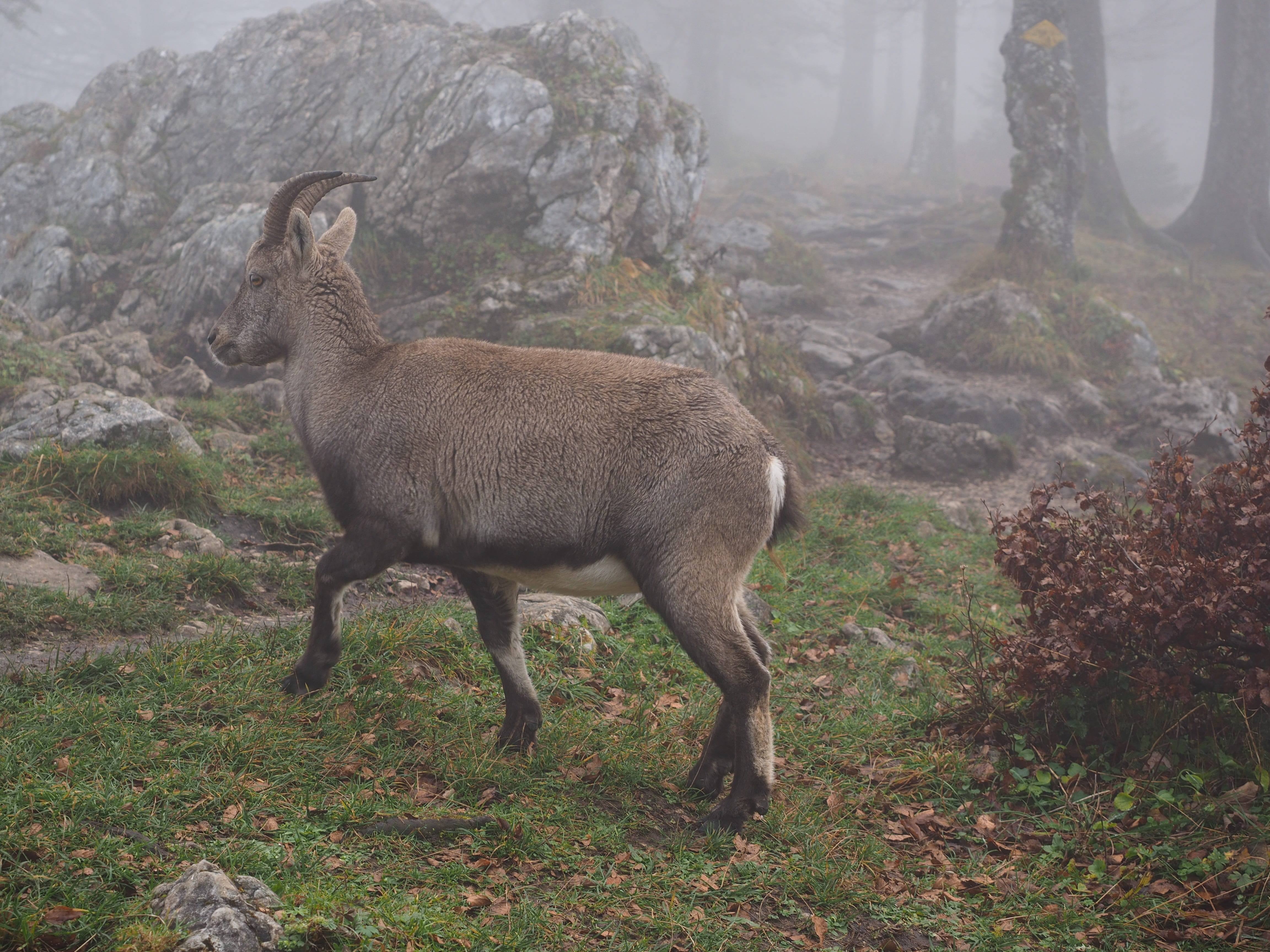 capricorn, mammal, full length, land, no people, fog, tree, grass, side view, herbivorous, forest, plant, animal themes, one animal, noiraigue, vertebrate, HD Wallpaper