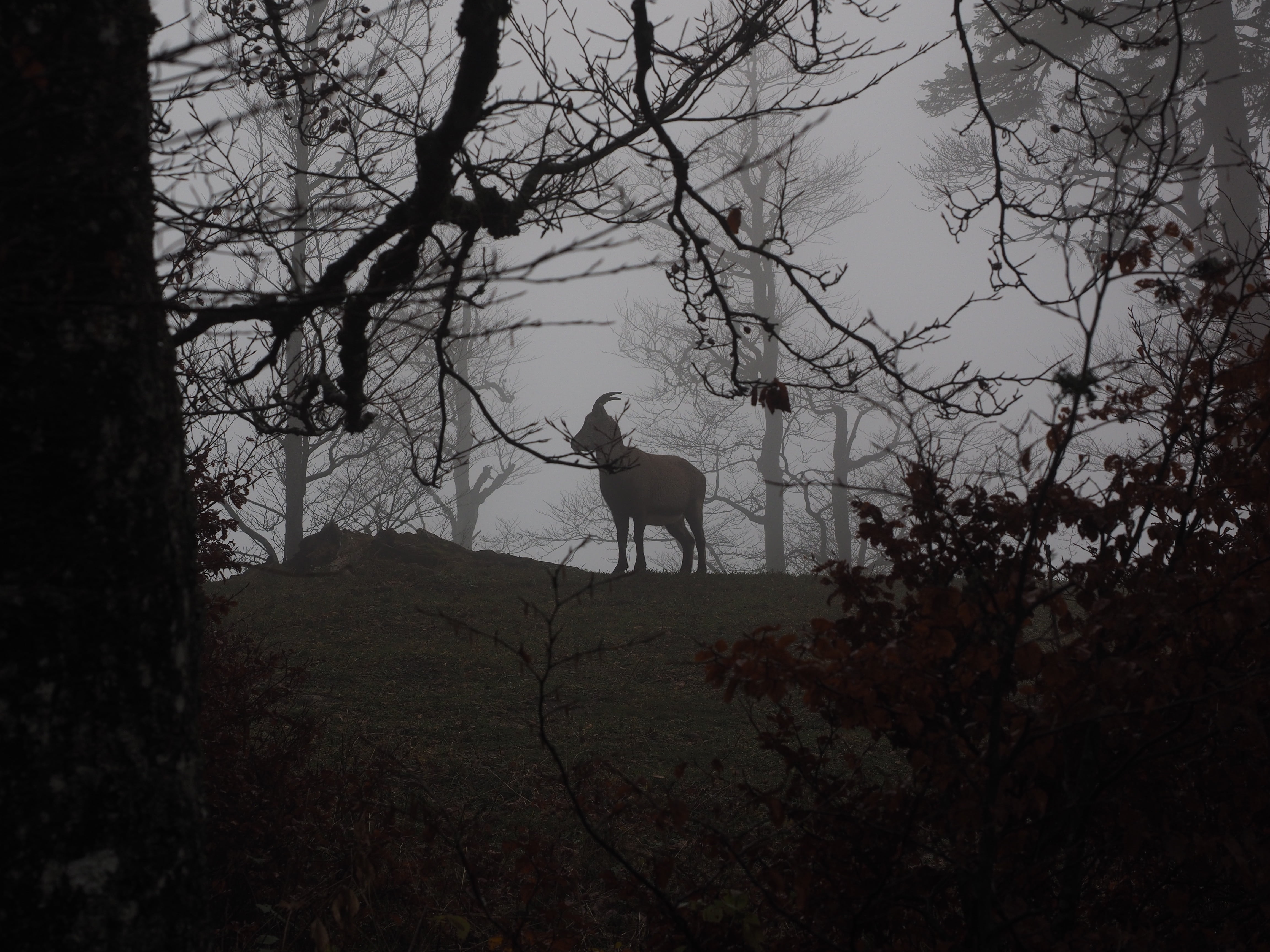 foggy, gloomy, lifestyles, land, branch, alpine ibex, capricorn, wicked capricorn, vertebrate, real people, leisure activity, mammal, wildlife, goat, silhouette, HD Wallpaper