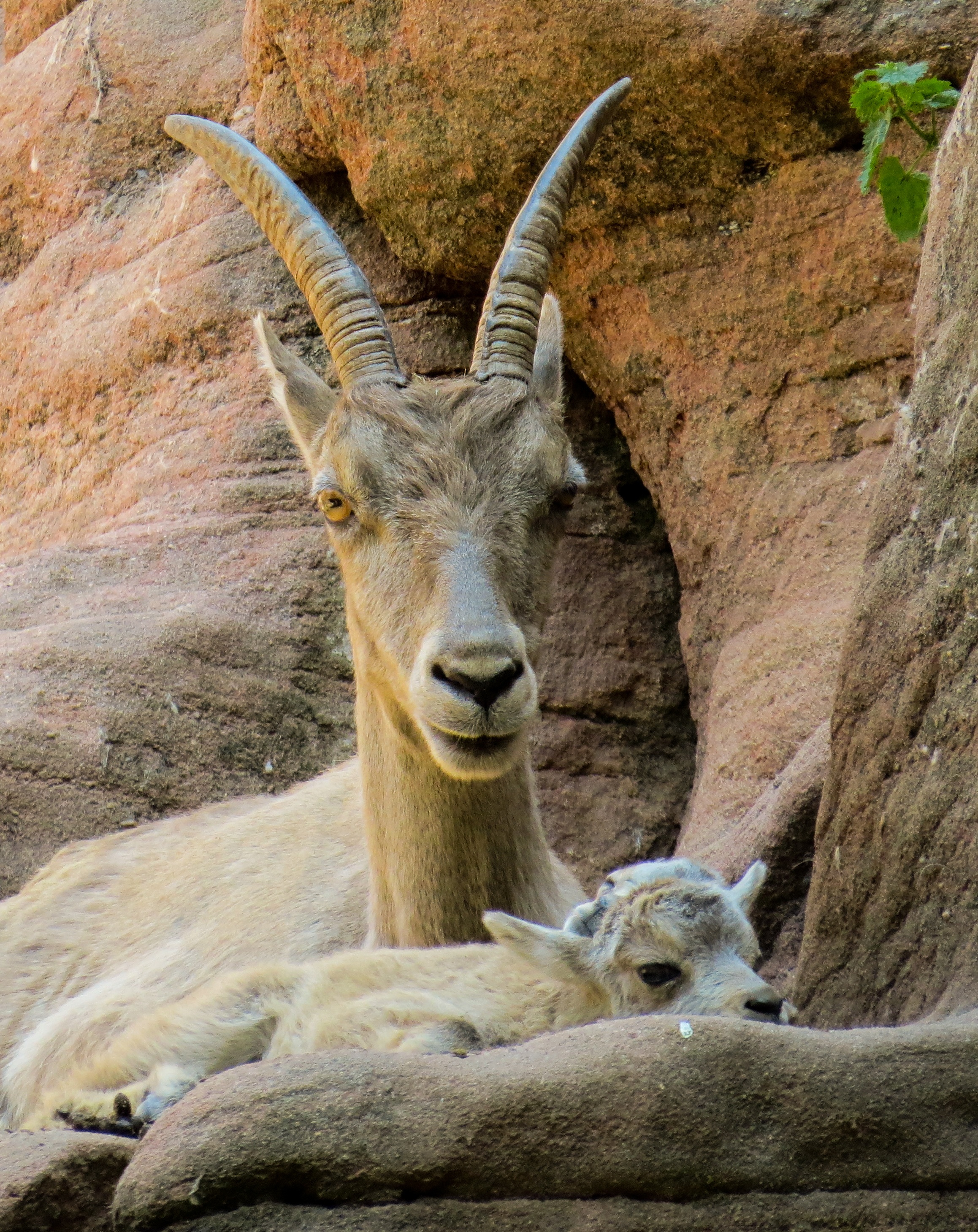 resting, vertebrate, mammal, young animal, one animal, animals in the wild, mountains, no people, animal head, animal themes, animal, horns, animal wildlife, Phone HD Wallpaper