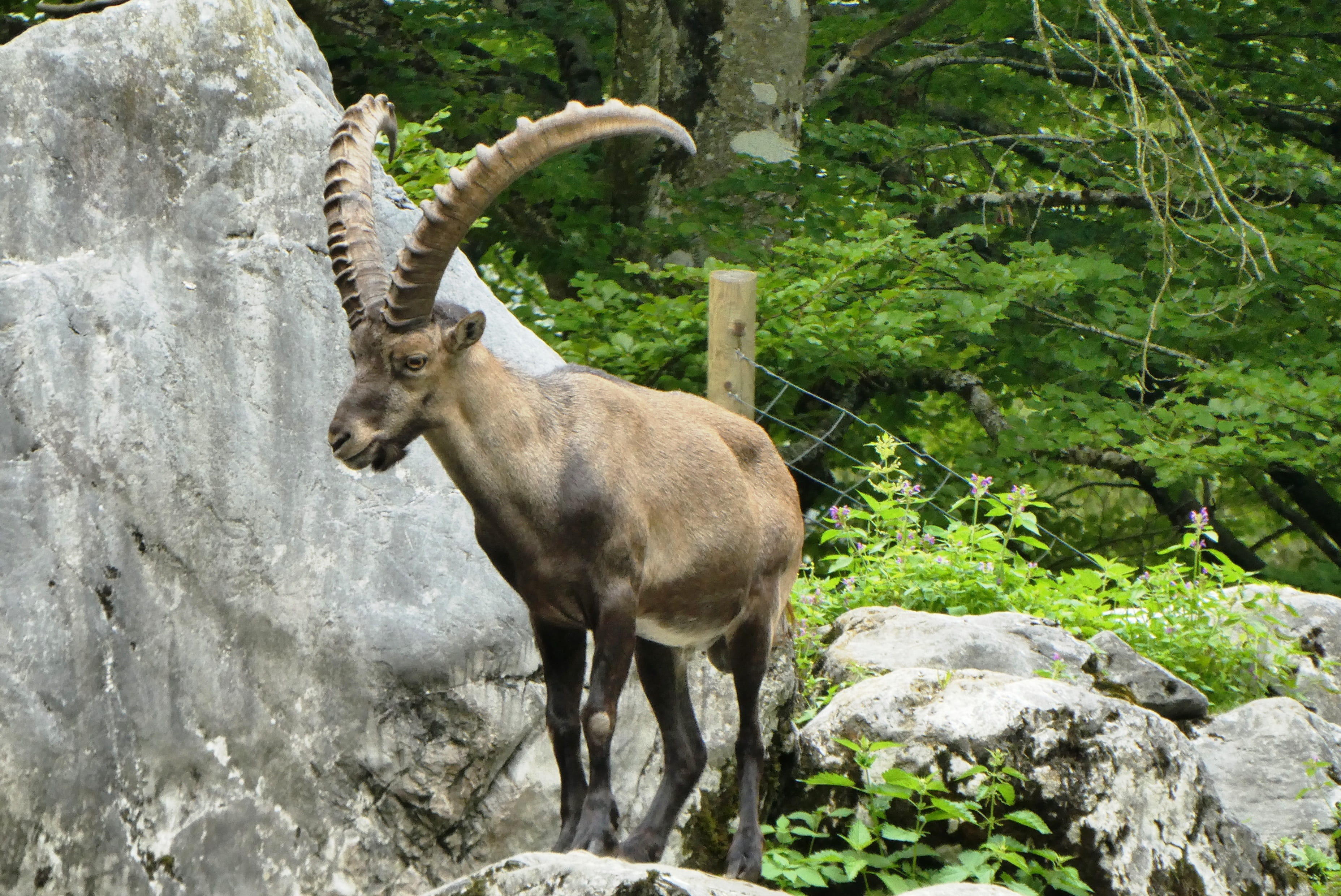 herbivorous, horns, capricorn, forest, 2K, animal themes, outdoors, vertebrate, austria, rock, rocks, grünau, tierpark berlin-grünau, salzkammergut, animal wildlife, HD Wallpaper
