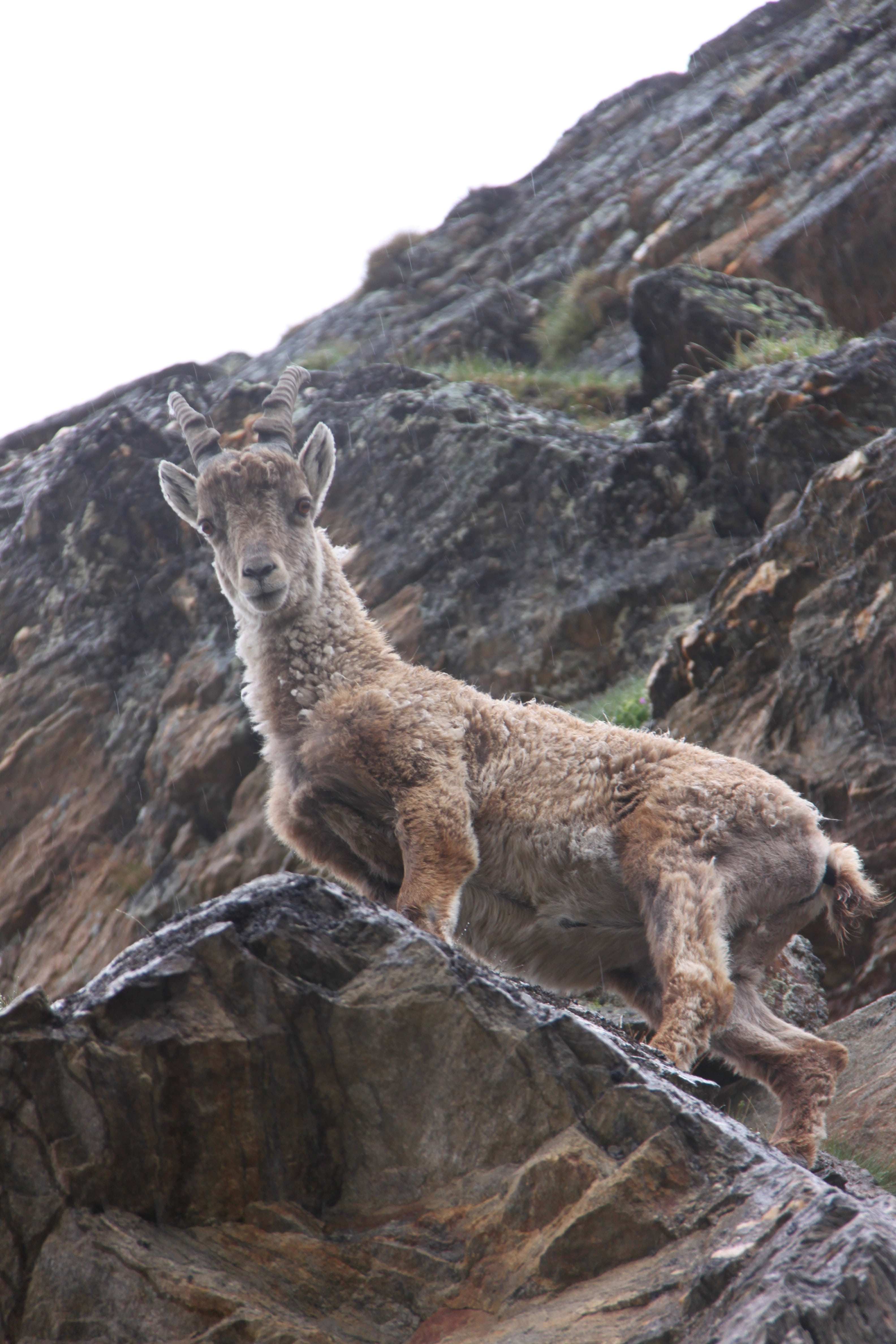 capricorn, wild animal, animal, solid, mammal, rock - object, one animal, mountain, vertebrate, 4K, rock formation, formation, nature, rock, sitting, animals in the wild, Phone HD Wallpaper
