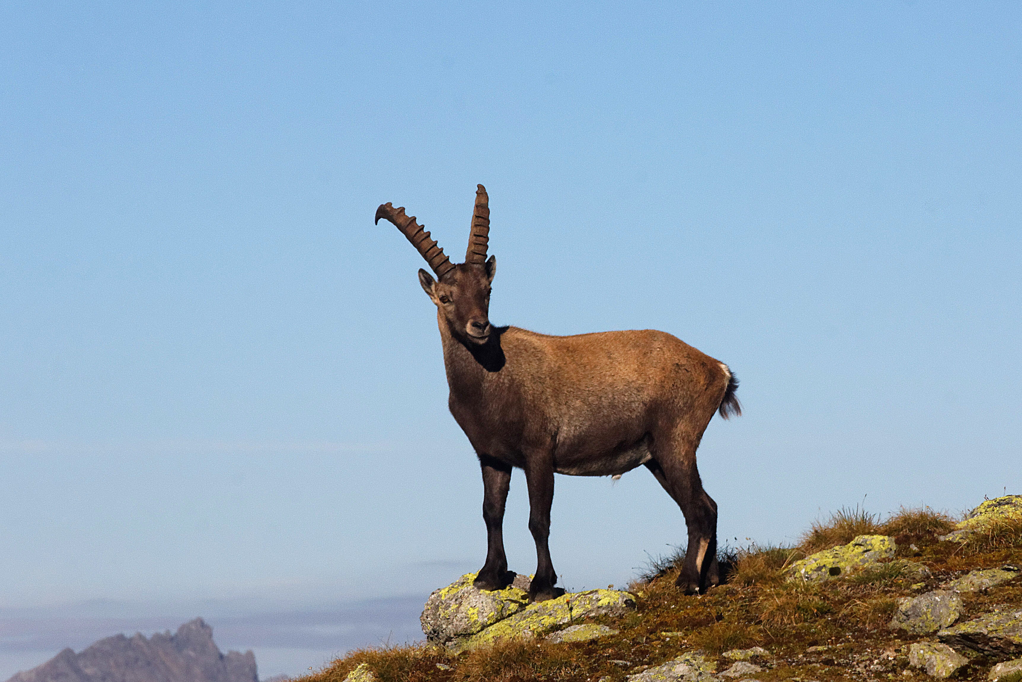 capricorn, italy, animal wildlife, beauty in nature, one animal, sesvenna, sky, animal themes, south tyrol, side view, land, mountains, vertebrate, standing, HD Wallpaper