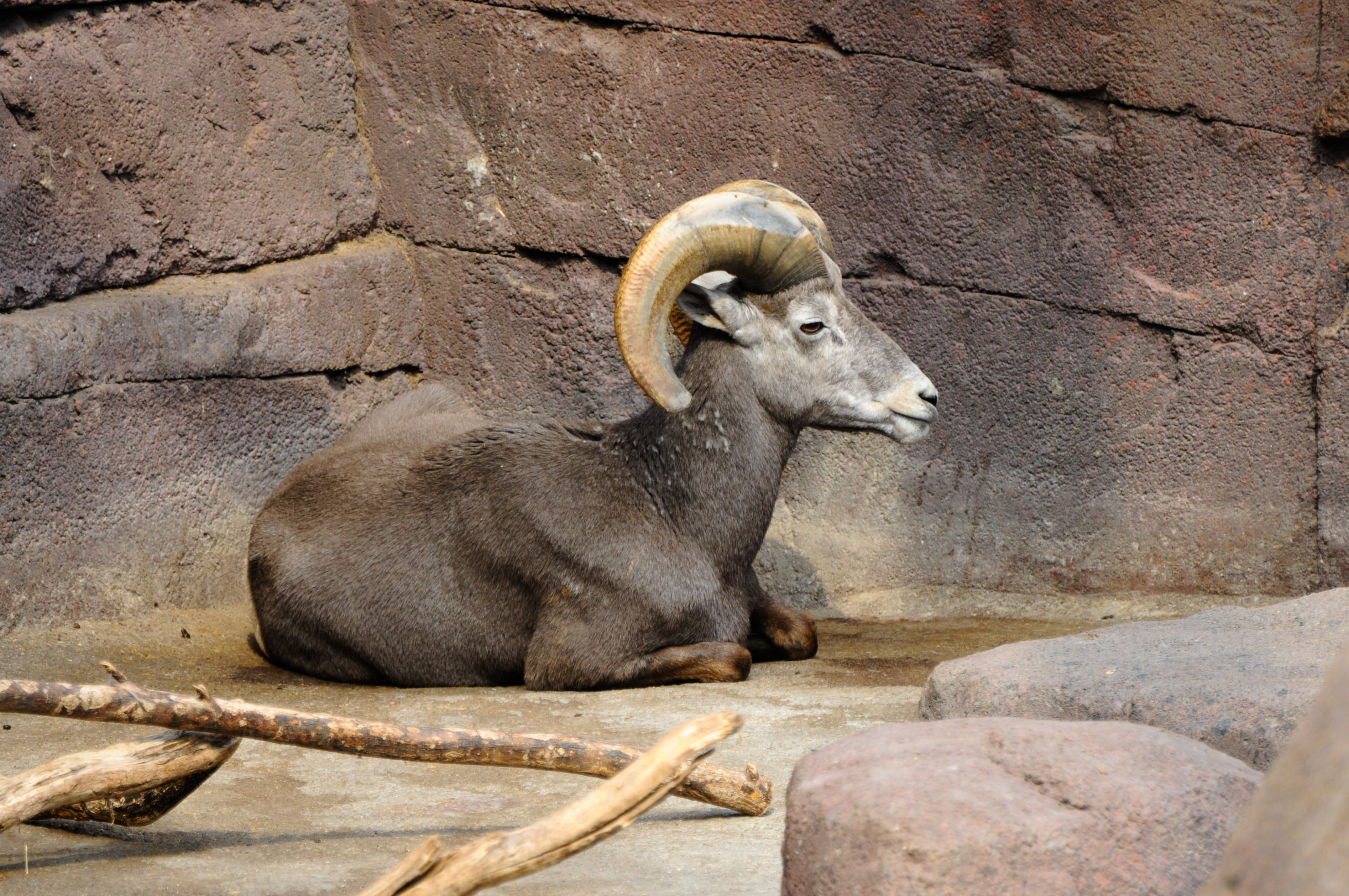 horned, one animal, animal wildlife, rock, isolated, devoutly, mammal, Netherlands, domestic animals, nature, relaxation, day, Holland, domestic, Zoo, 2K, HD Wallpaper