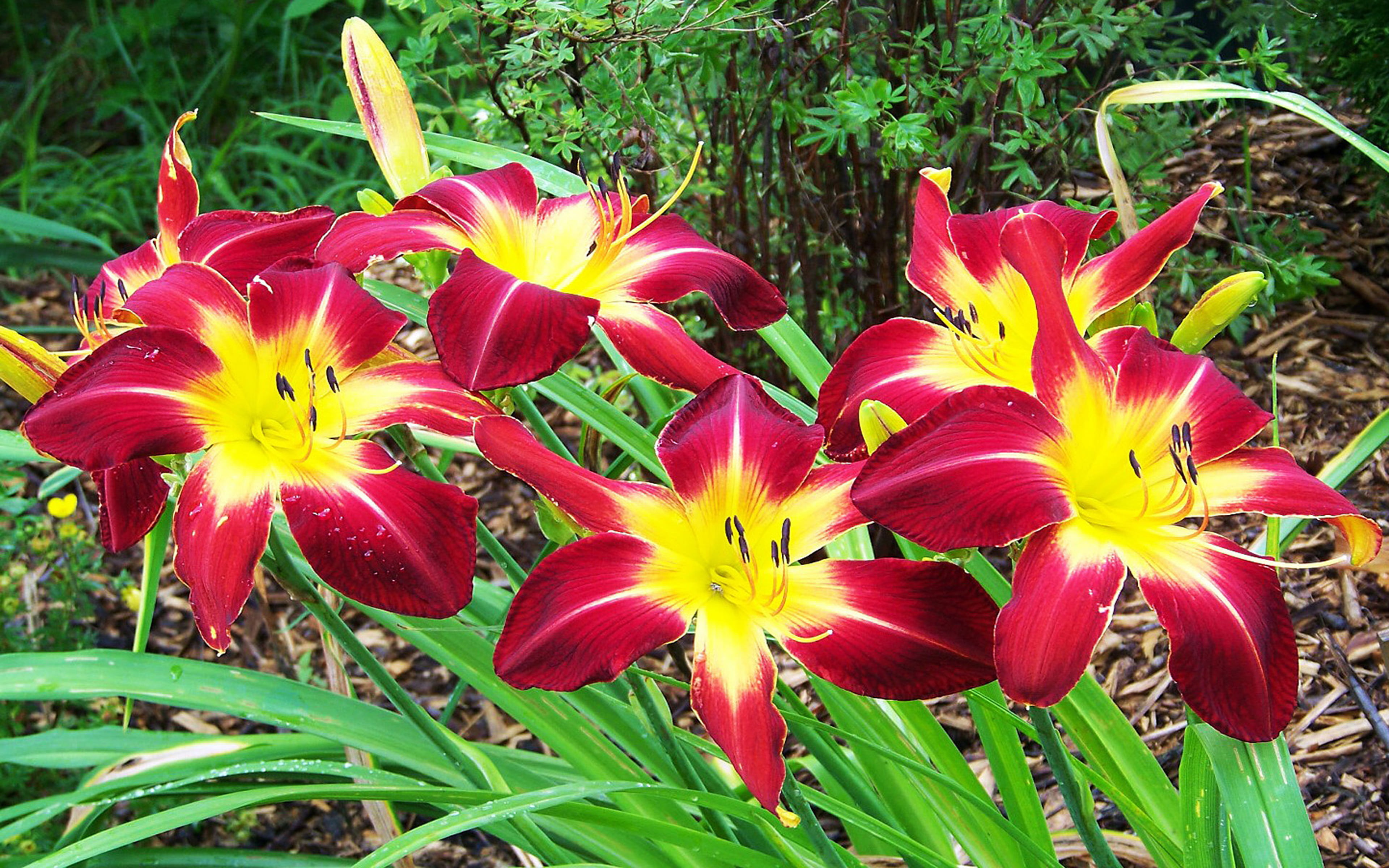 freshness, hemerocallis, flower, pc, 4K, laptop, red, fragility, close-up, flowering plant, yellow, ruby, desktop, flower head, plant, day, beauty in nature, HD Wallpaper