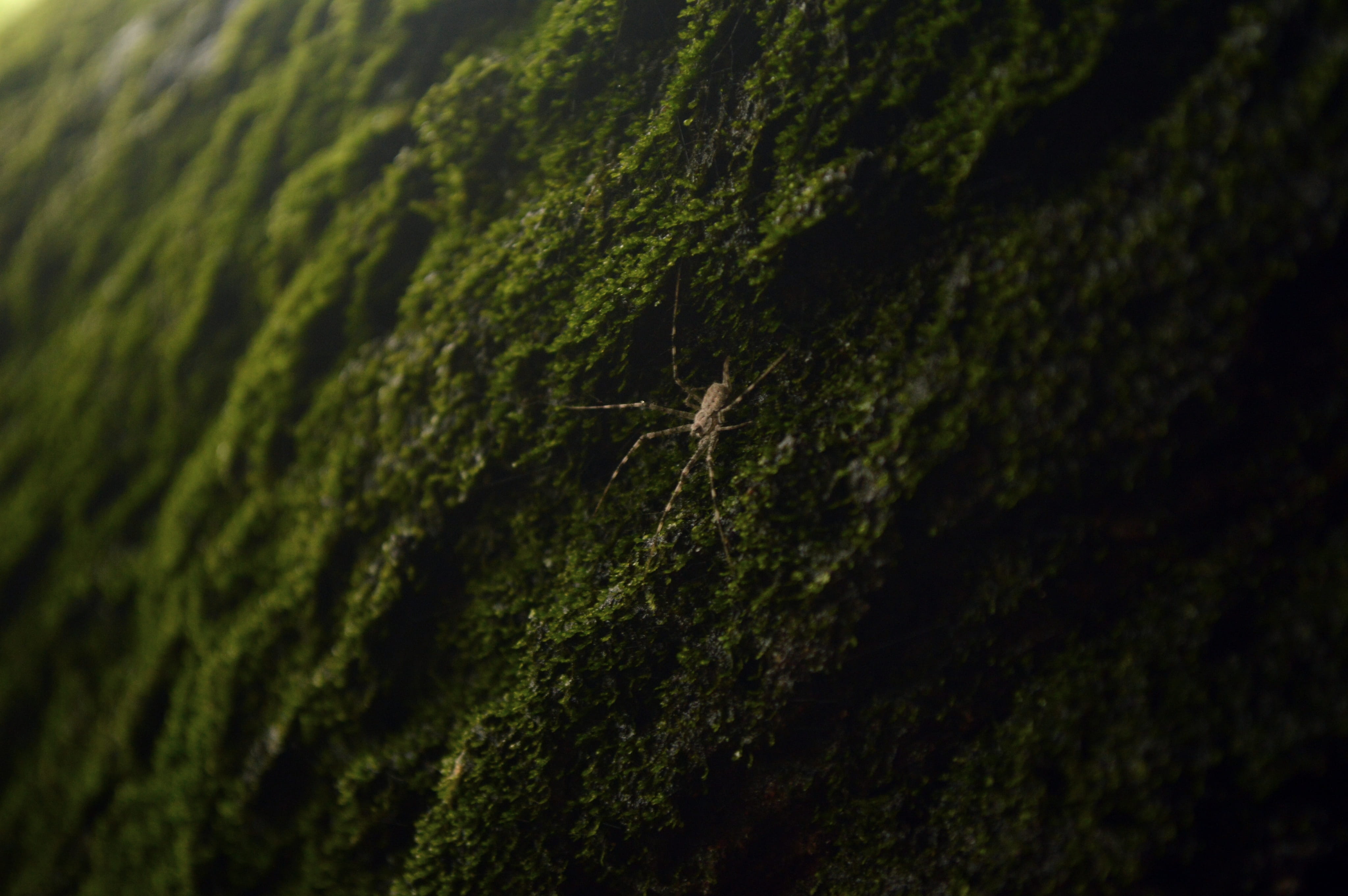 arachnid, animal wildlife, moss, green, 4K, plant, reptile, day, tree trunk, gray, one animal, outdoors, tree, nature, garden spider, fence, insect, textured, HD Wallpaper