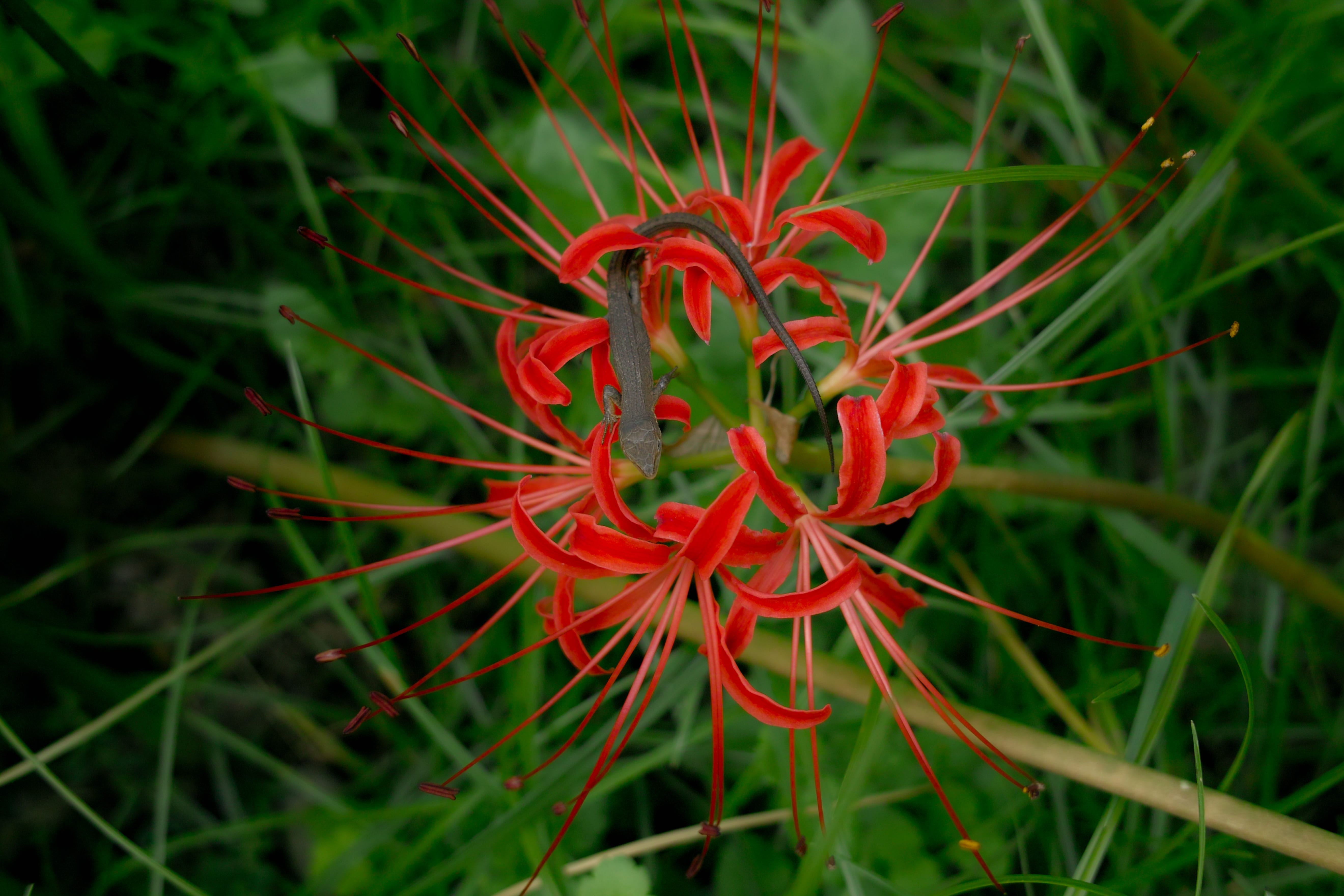 kyodonomori park, lizard, field, nature, fragility, animal, red, fuchū-shi, japan, petal, lycoris, red flower, day, no people, freshness, inflorescence, HD Wallpaper