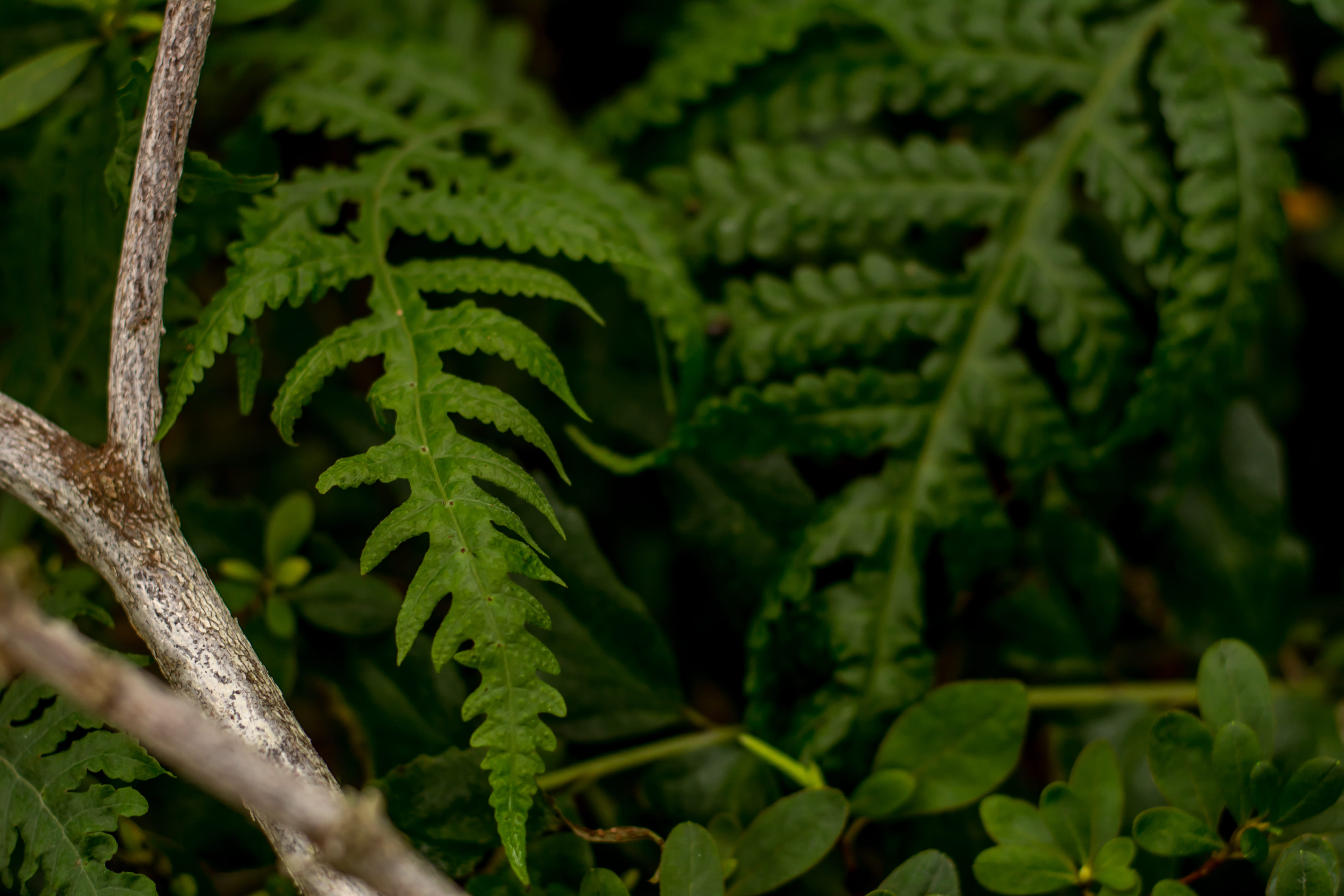 mammal, land, nature, day, blossom, green color, wildlife, plant part, insect, lily, spider, outdoors, focus on foreground, animal, armadillo, 5K, tree, HD Wallpaper