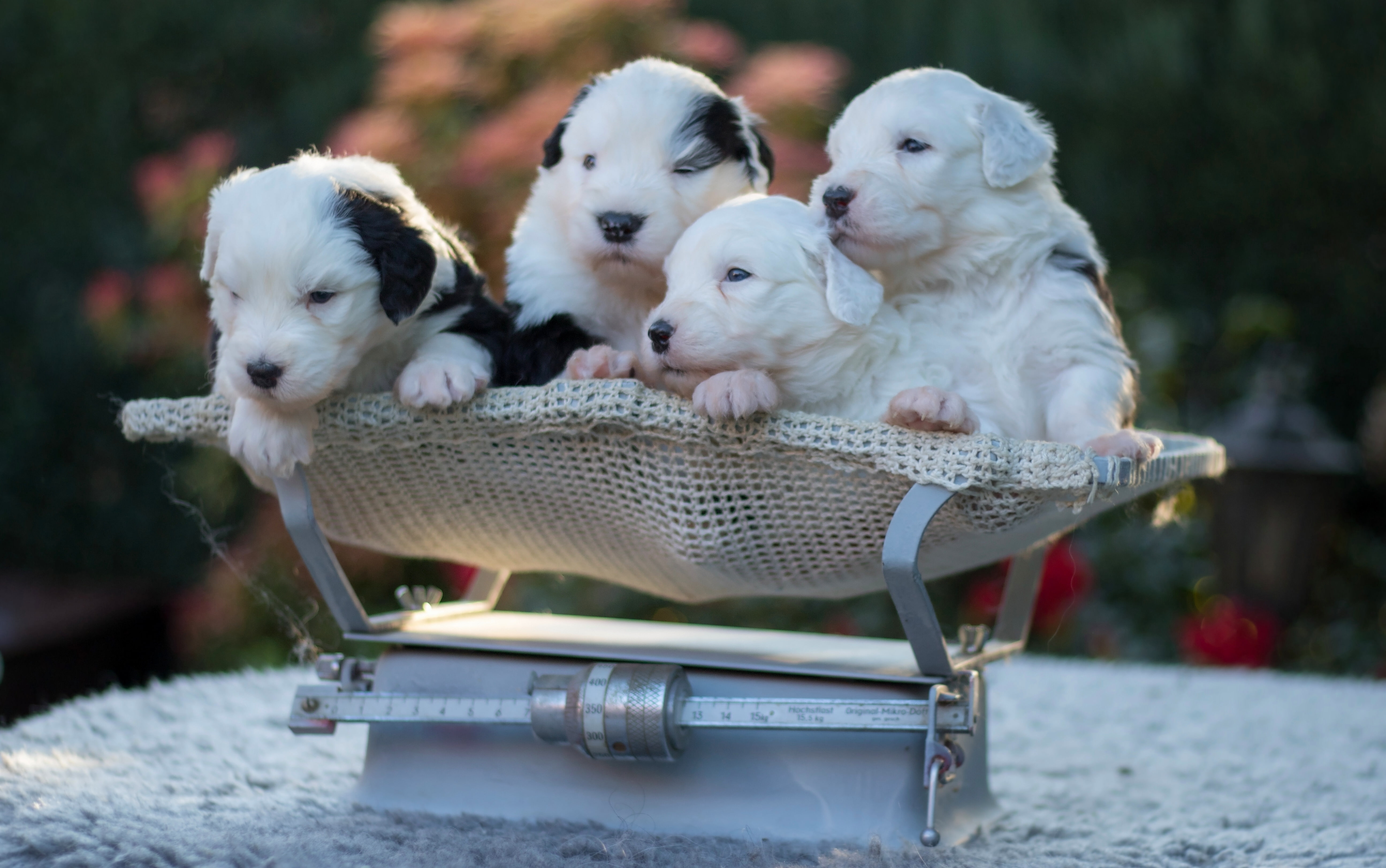 Quartet, 5K, dogs, Bobtail, puppies, Libra, HD Wallpaper