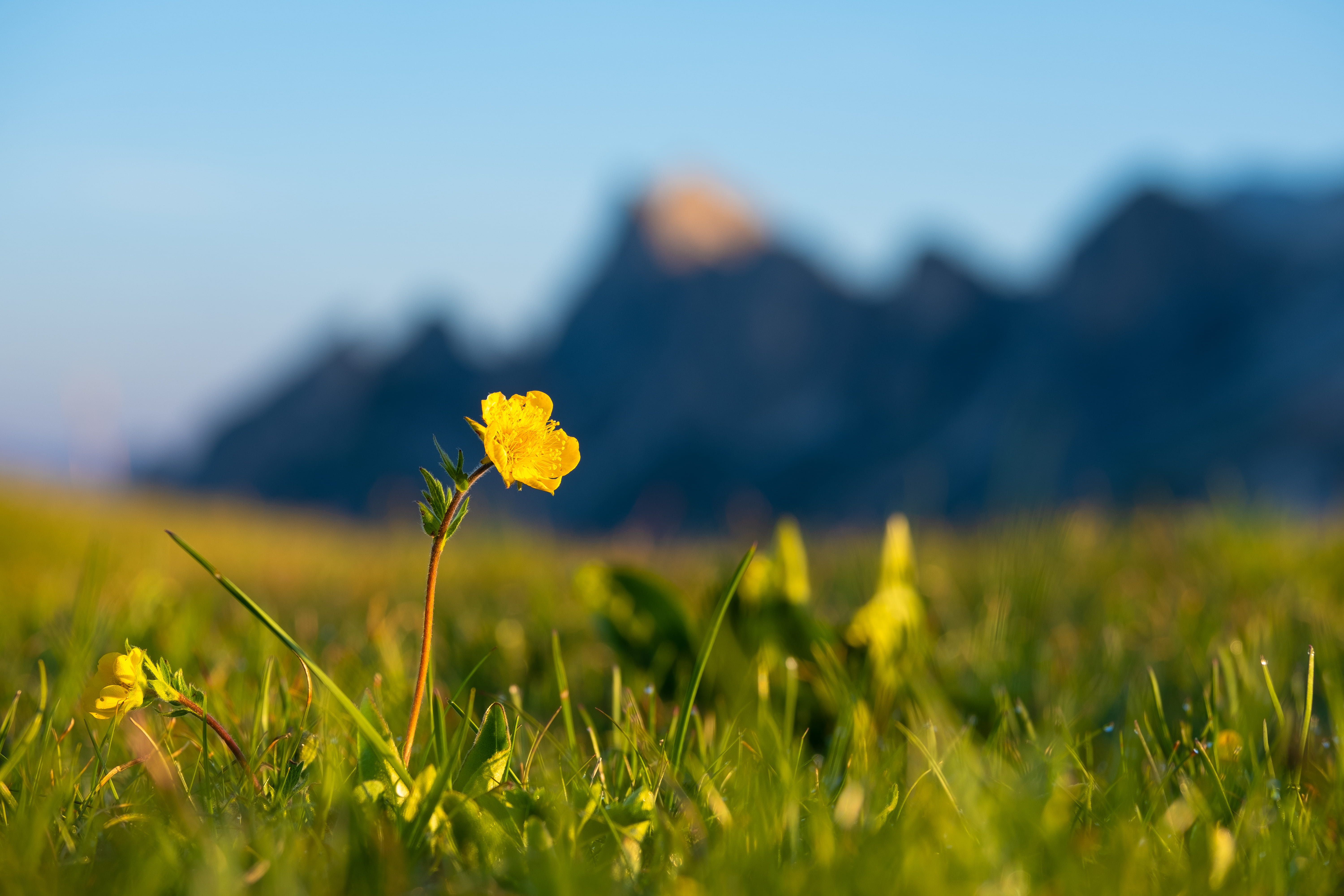 petaled, purity, grass, nature, flower, vulnerability, beauty in nature, grain, yellow, produce, mountain, vegetable, sunshine, 5K, freshness, fragility, HD Wallpaper