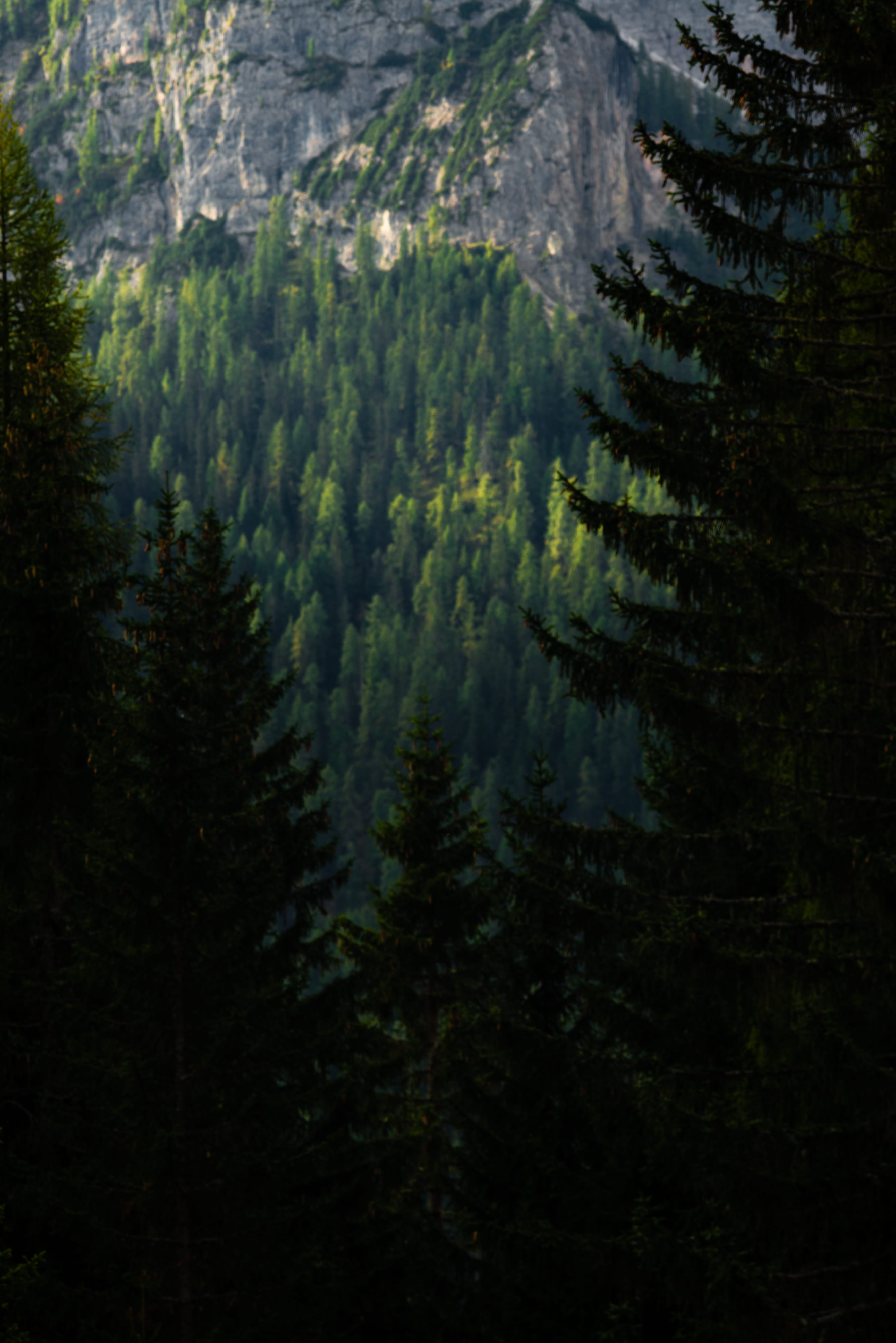 italy, land, woodland, outdoors, no people, coniferous tree, non-urban scene, environment, mountain, landscape, nature, plant, evergreen tree, scenics - nature, Phone HD Wallpaper