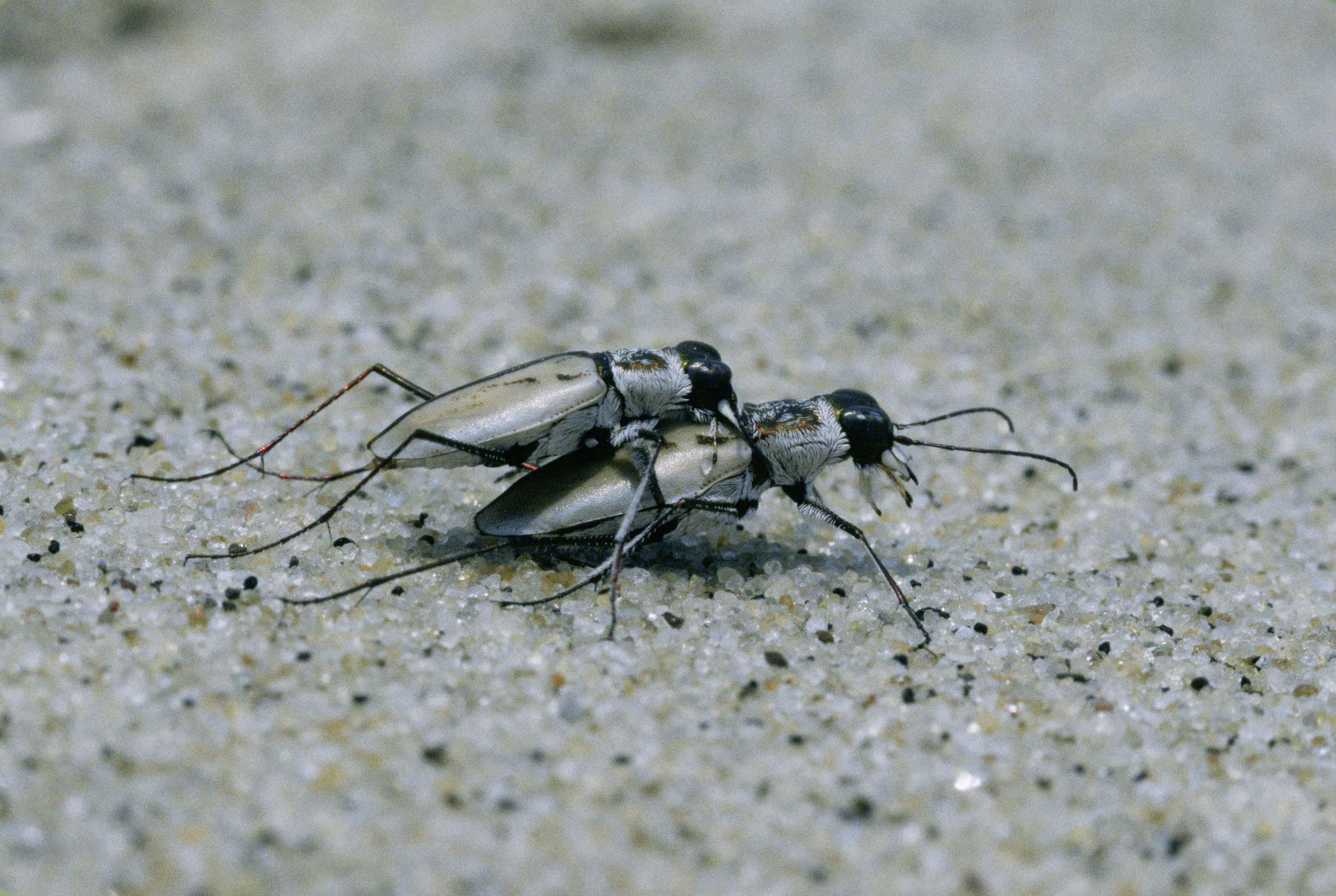 one animal, 2K, animal themes, two, sand, fauna, invertebrate, beetles, marine, land, cicindela, animals in the wild, tiger, animals, close-up, animal wildlife, HD Wallpaper