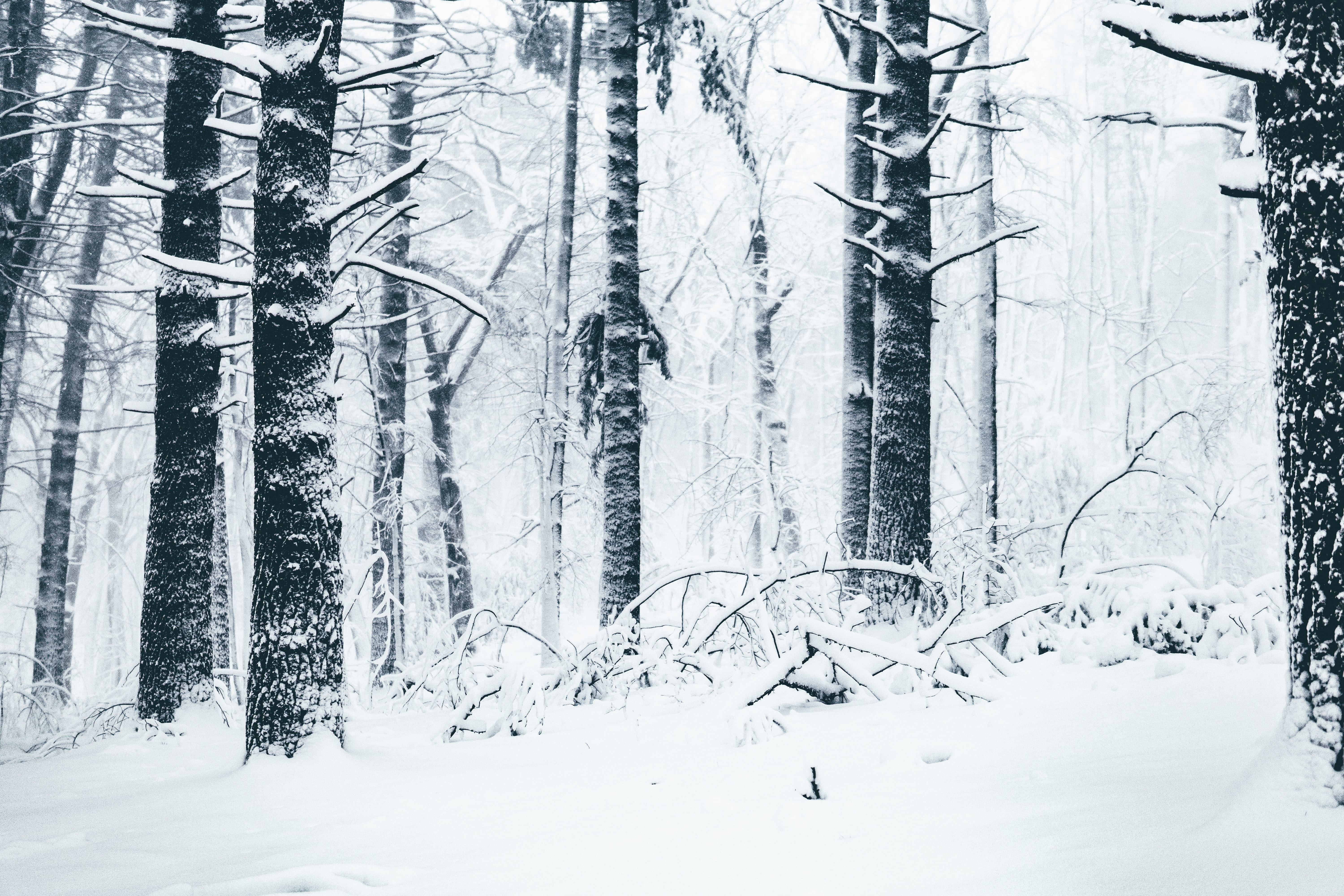 scenics - nature, tranquil scene, wind, snowing, cold temperature, outside, trees, covered, snow, winter, landscape, beauty in nature, blizzard, black, HD Wallpaper