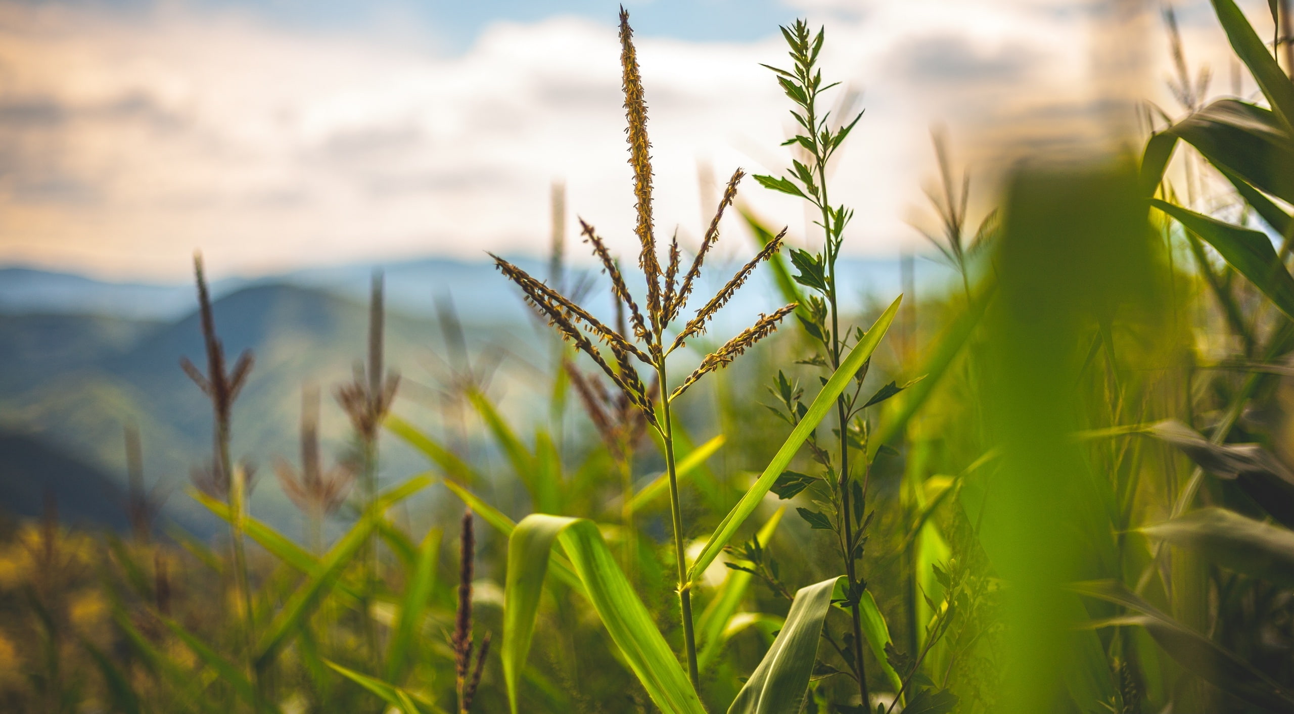 field, selective focus, cereal plant, Macro, bosna, nature, land, beauty in nature, green, natural, growth, bosnia, agriculture, Aero, farm, 2K, crop, HD Wallpaper