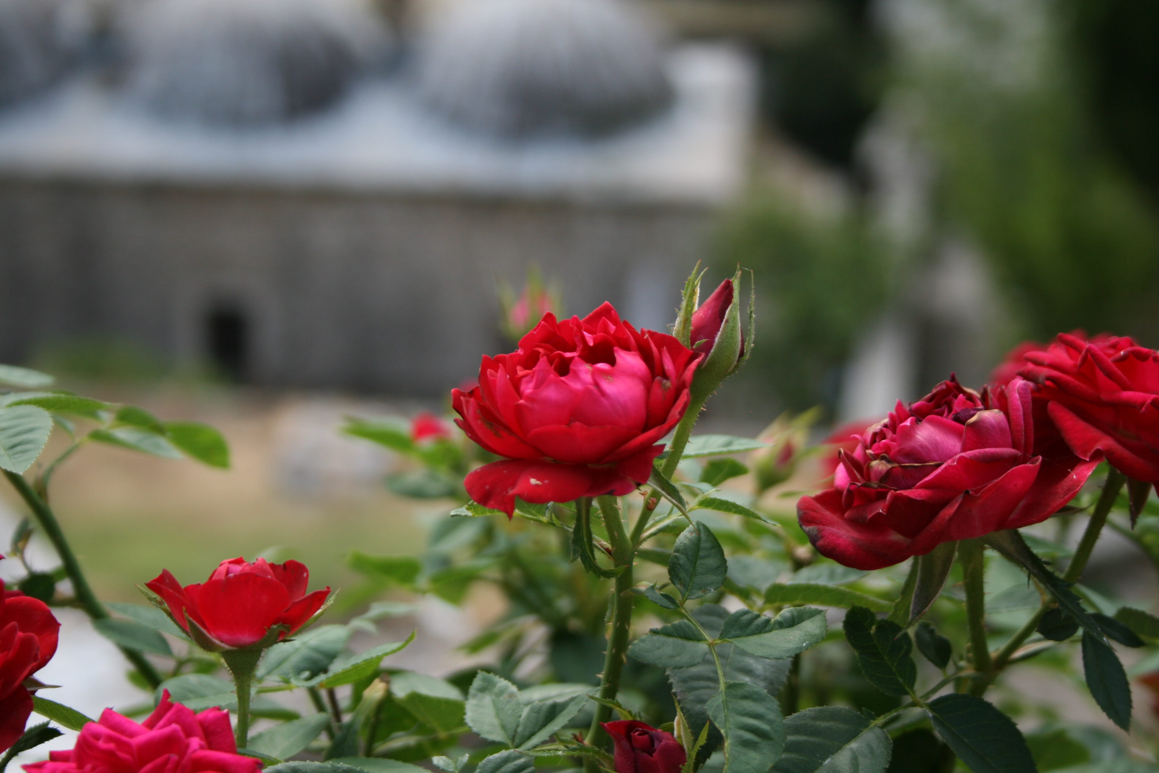 red, vulnerability, inflorescence, flower, close-up, flowers, petal, plant part, freshness, nature, fragility, hercegovina, plant, rose, beauty in nature, HD Wallpaper