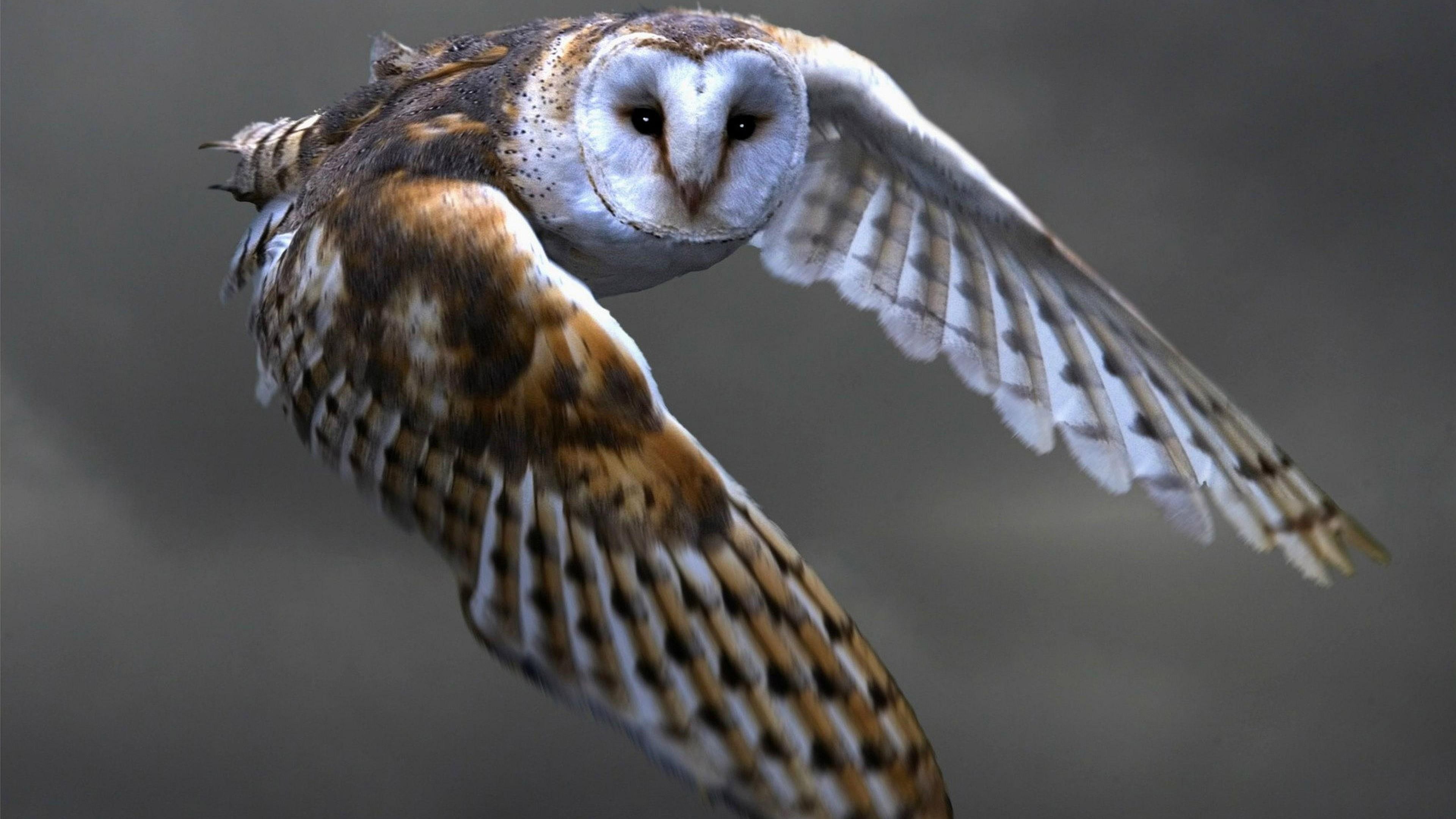 bird, fly, wildlife, wild animal, owl, air, 4K, flying, HD Wallpaper