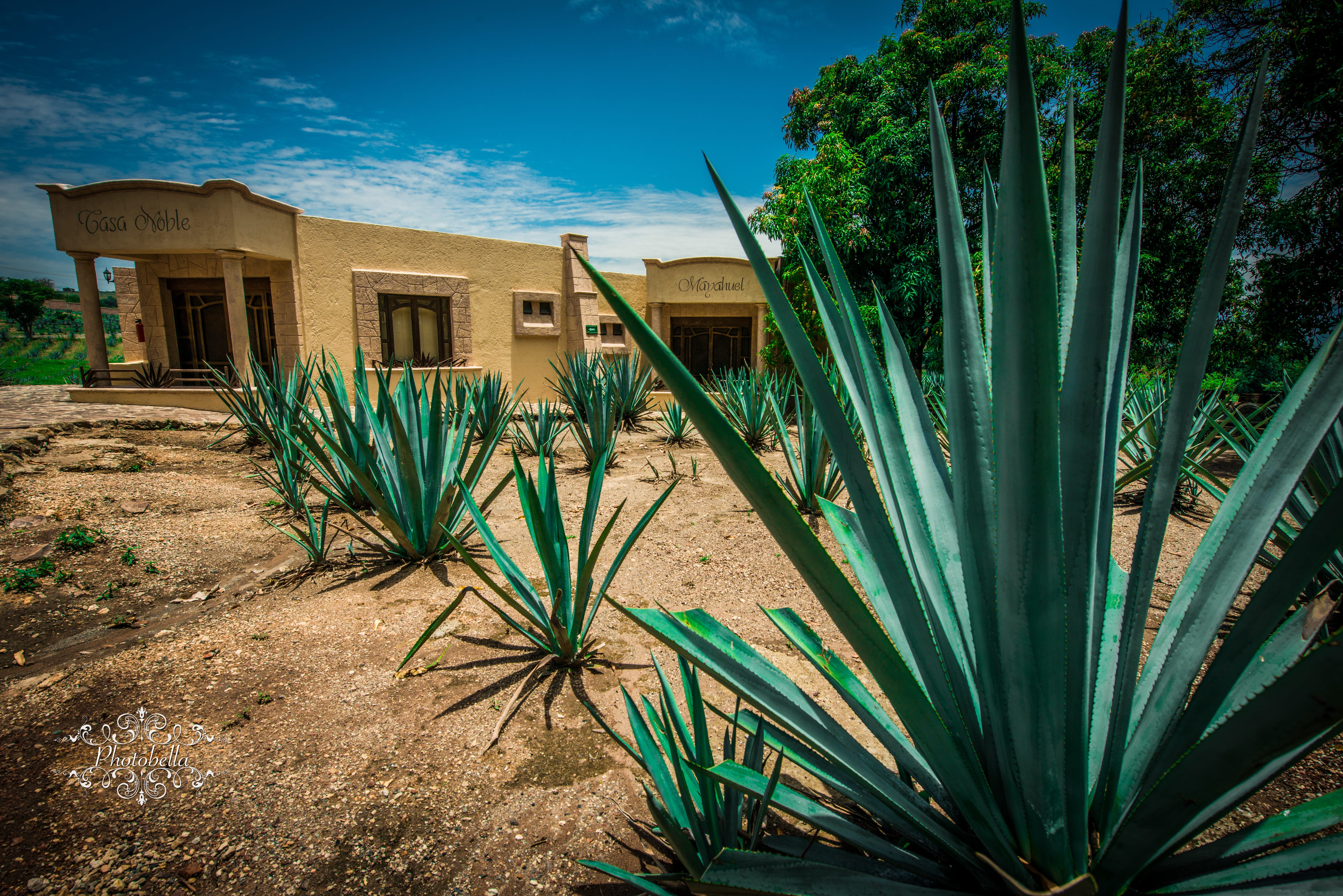plant, mexico, building exterior, food, day, cactus, growth, grass, bar, mexican, building, field, front or back yard, built structure, tropical, brown, HD Wallpaper