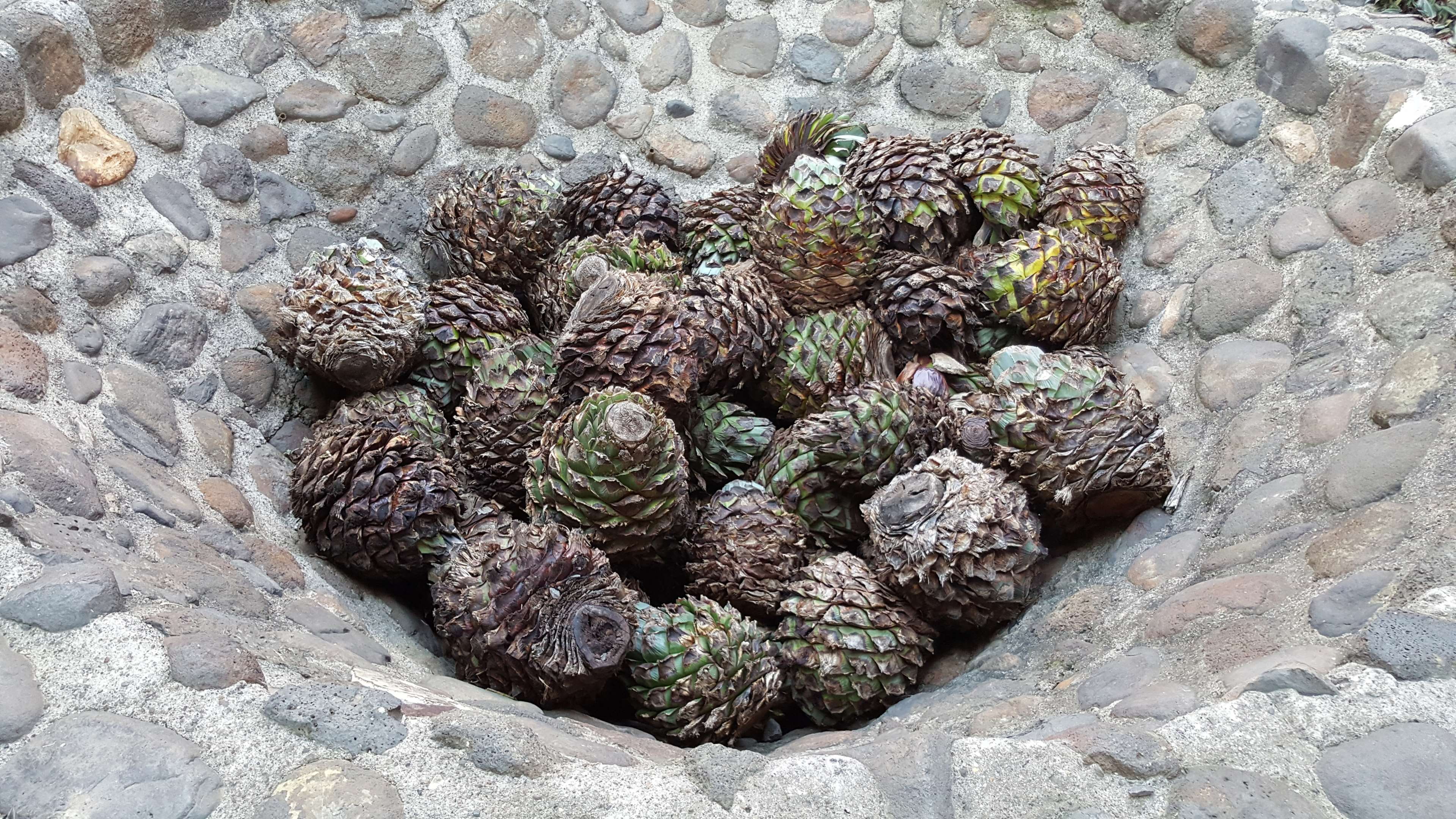 jose cuervo, high angle view, rough, growth, animal wildlife, tequila, no people, animal, natural pattern, day, solid, succulent plant, cactus, 4K, animals in the wild, HD Wallpaper