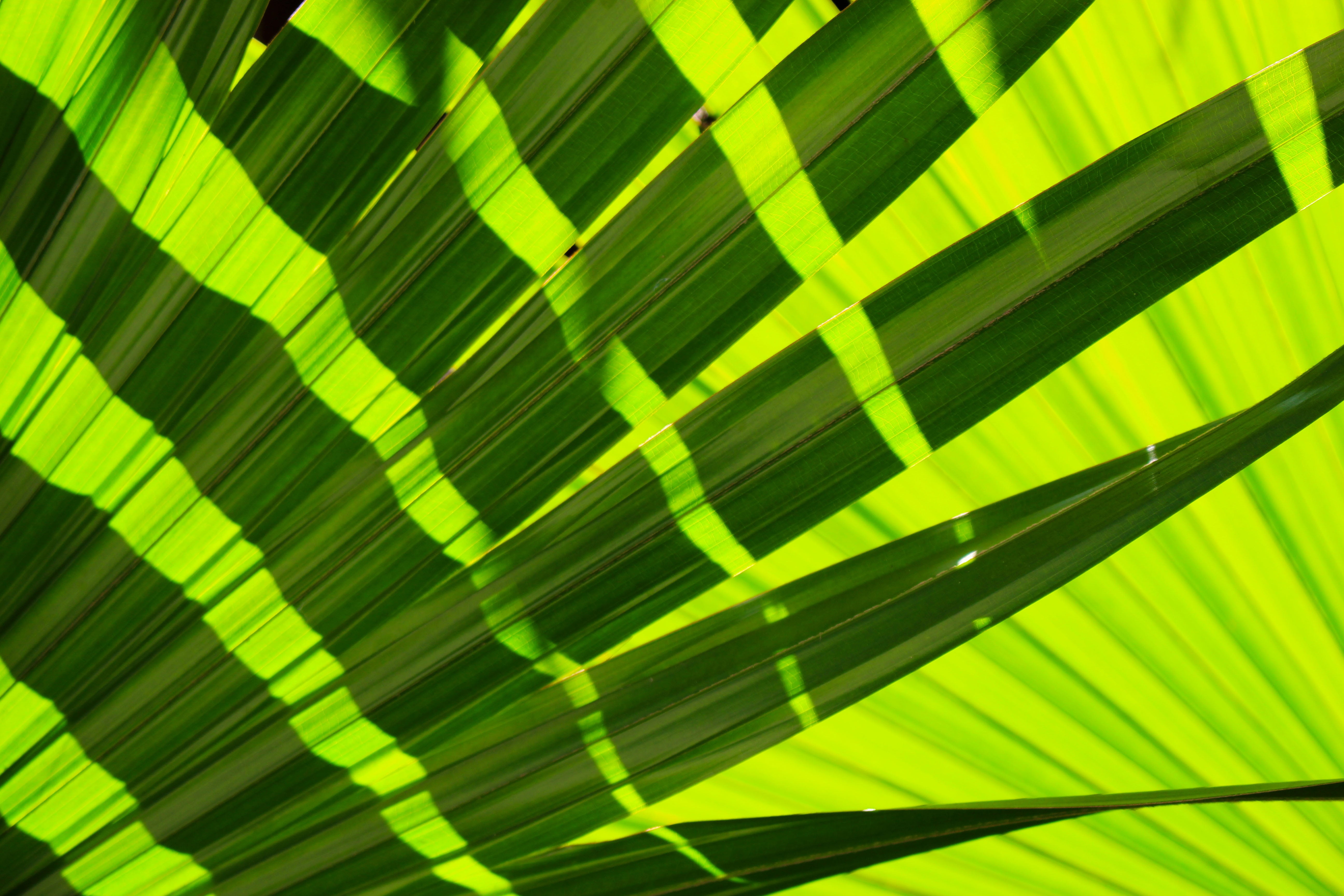 design, plant, gardening, decorative, black, forest, background pattern, jungle, abstract, pattern, striped, botany, plant part, green color, tropical, HD Wallpaper