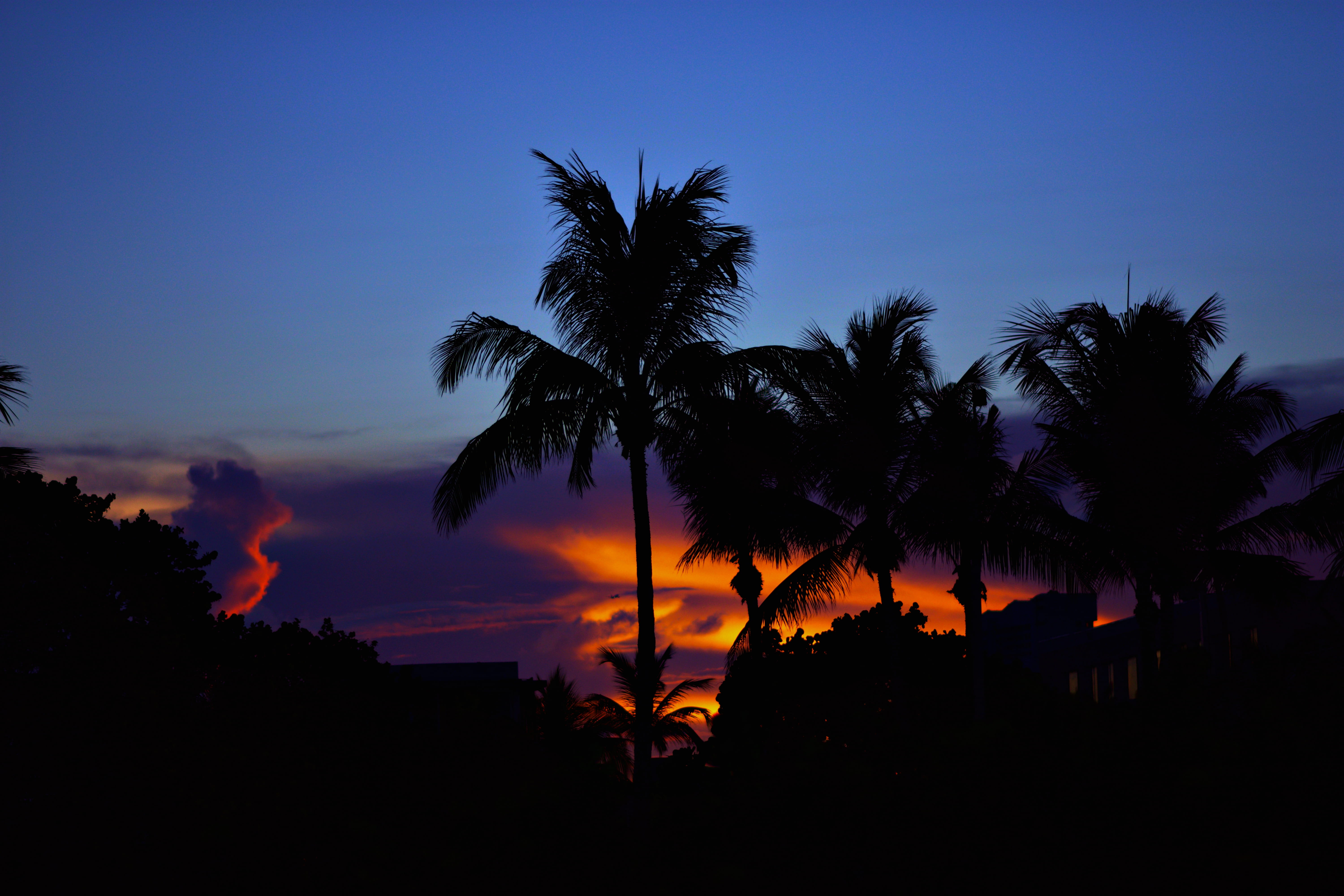 orange color, forest, blue, tropical climate, sun set, nature, fire - natural phenomenon, florida, woodland, beauty in nature, burning, beach, sunset, tranquility, HD Wallpaper