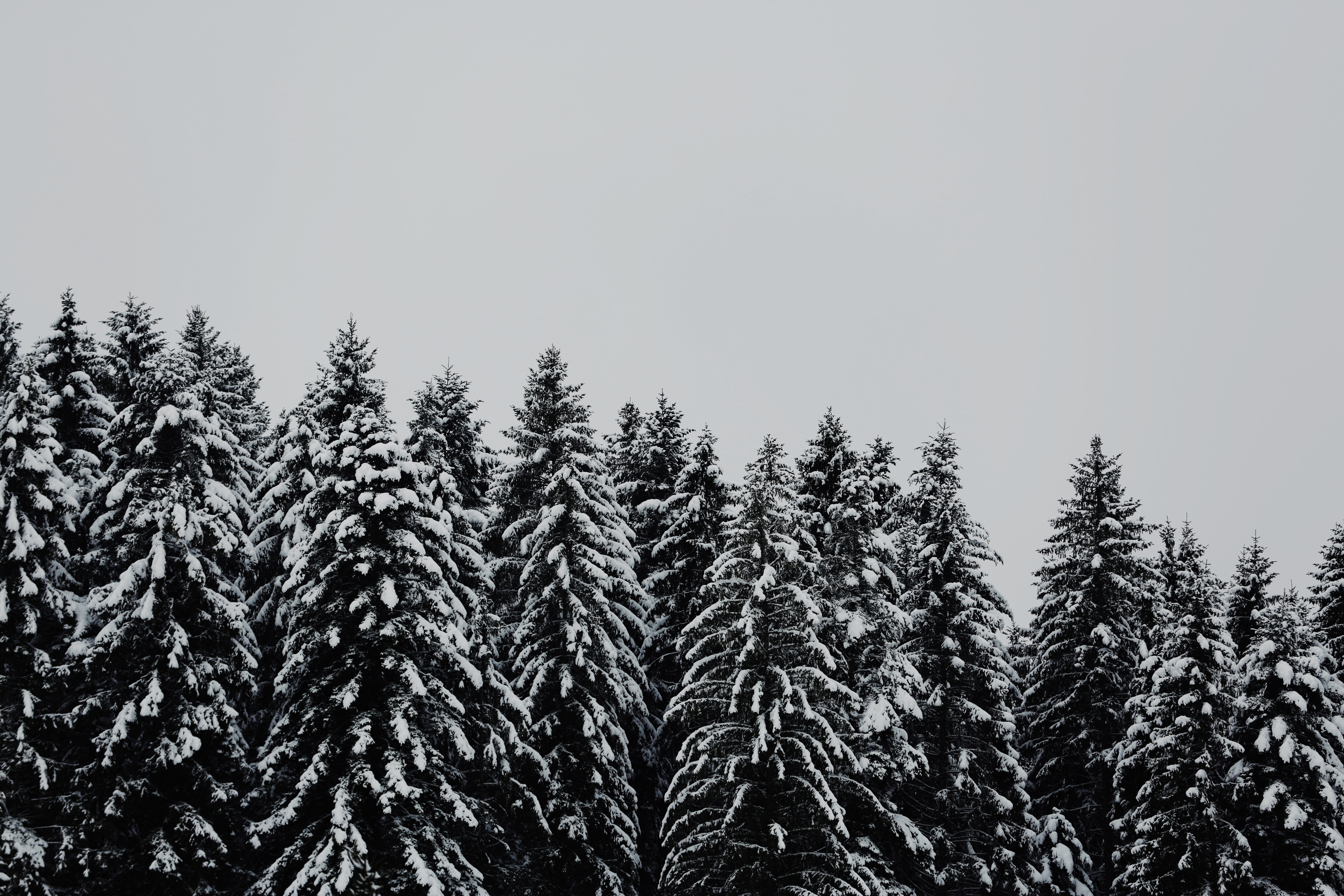 non-urban scene, scenics - nature, clear sky, snow, plant, tranquil scene, no people, trees, day, beauty in nature, growth, sky, tre, pine, winter, 5K, HD Wallpaper