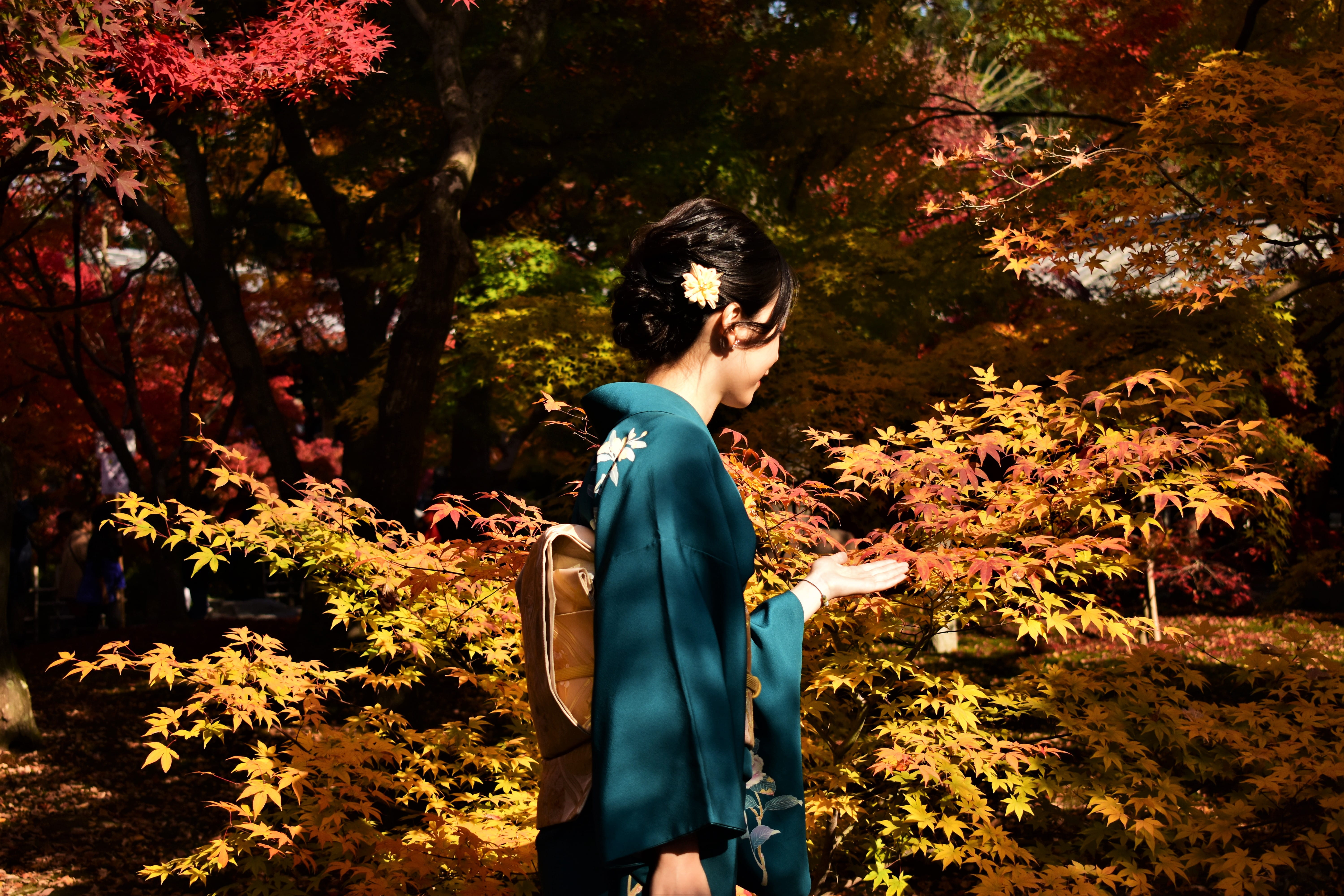 plant, leaves, tree, leaf, real people, near, tree trunk, three quarter length, osaka, autumn, day, beautiful woman, kimono, maple, nature, gown, young women, HD Wallpaper