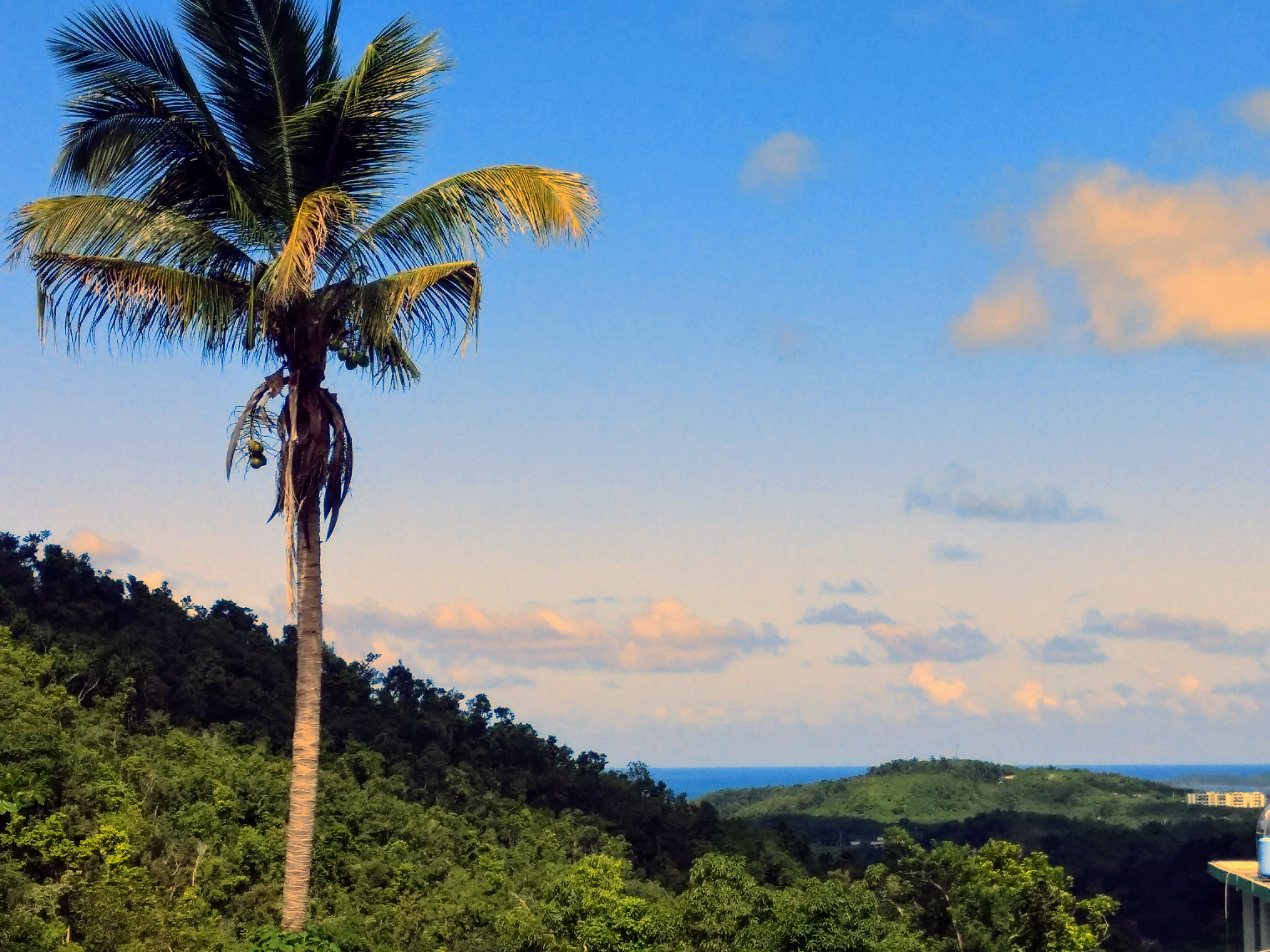 coconut palm tree, nature, scenics - nature, 4K, Puerto Rico, non-urban scene, landscape, tranquility, environment, no people, ocean view, tree, sky, growth, HD Wallpaper