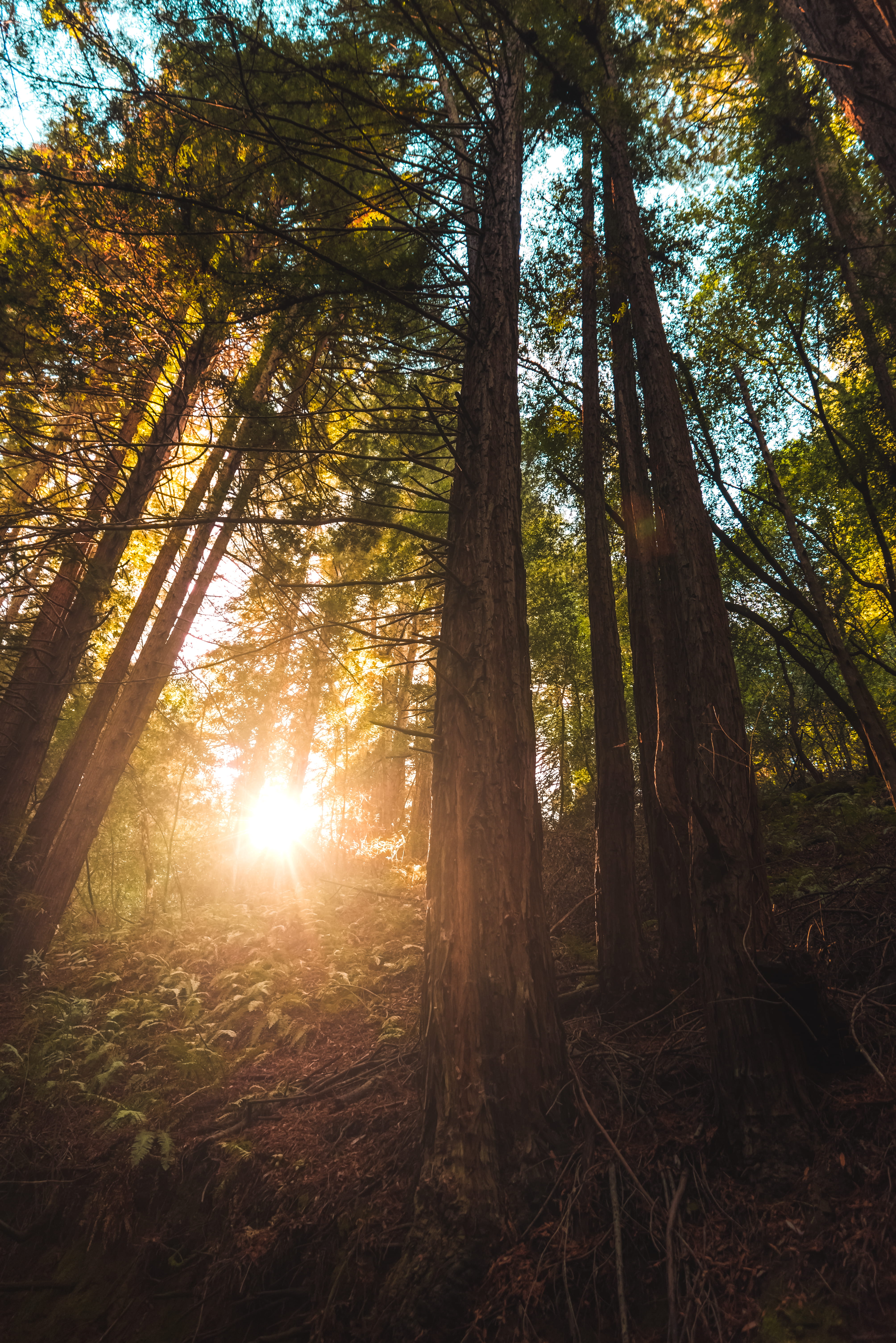 no people, day, beam, sunbeam, growth, low, tranquility, beauty in nature, nature, plant, tres, woodland, scenics - nature, 5K, trunk, trees, bright, lens flare, Phone HD Wallpaper