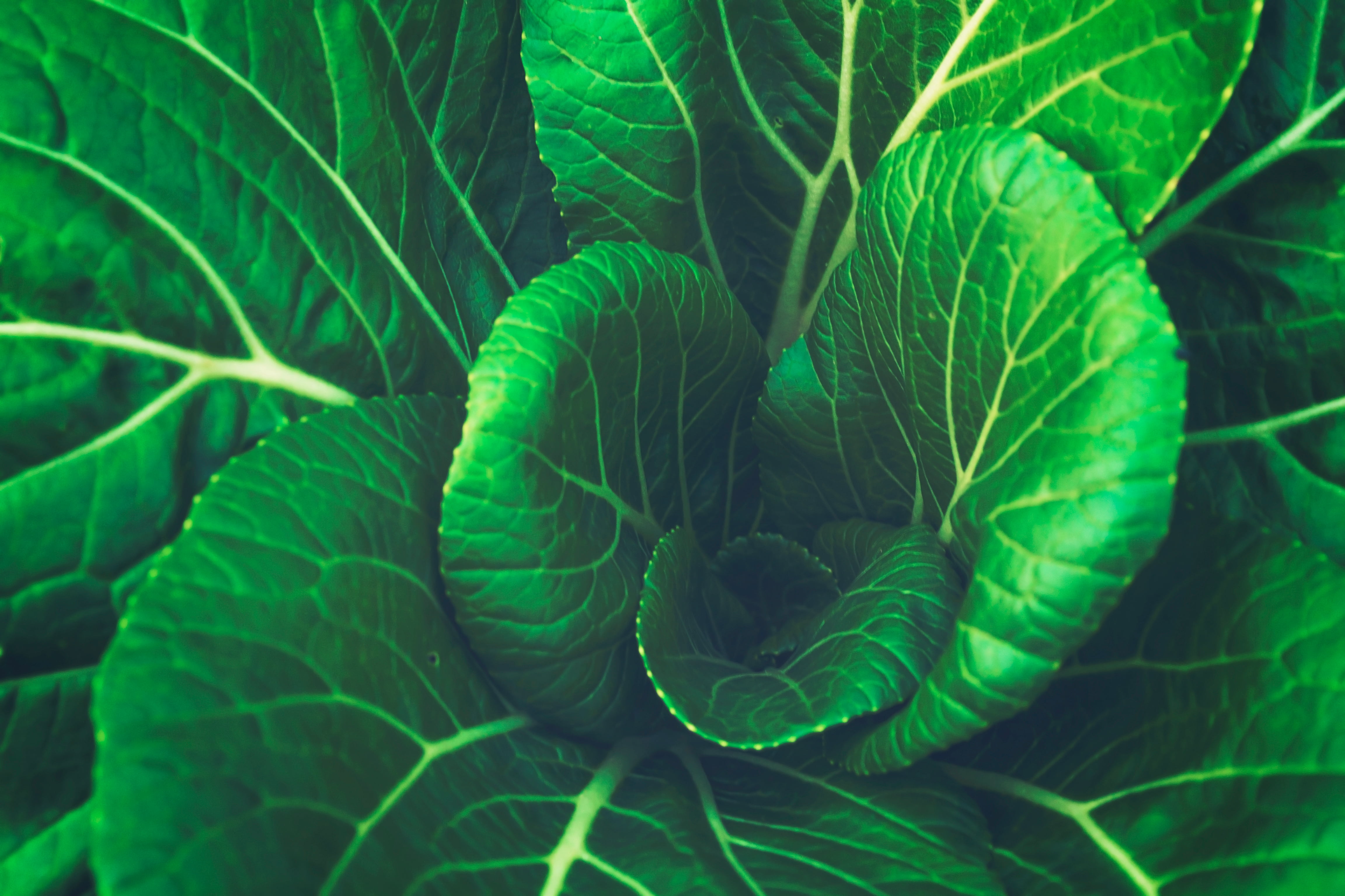 beauty in nature, close-up, growth, botany, healthy Eating, vegetable, plant part, nature, no People, pattern, plant, backgrounds, food and drink, leaves, HD Wallpaper