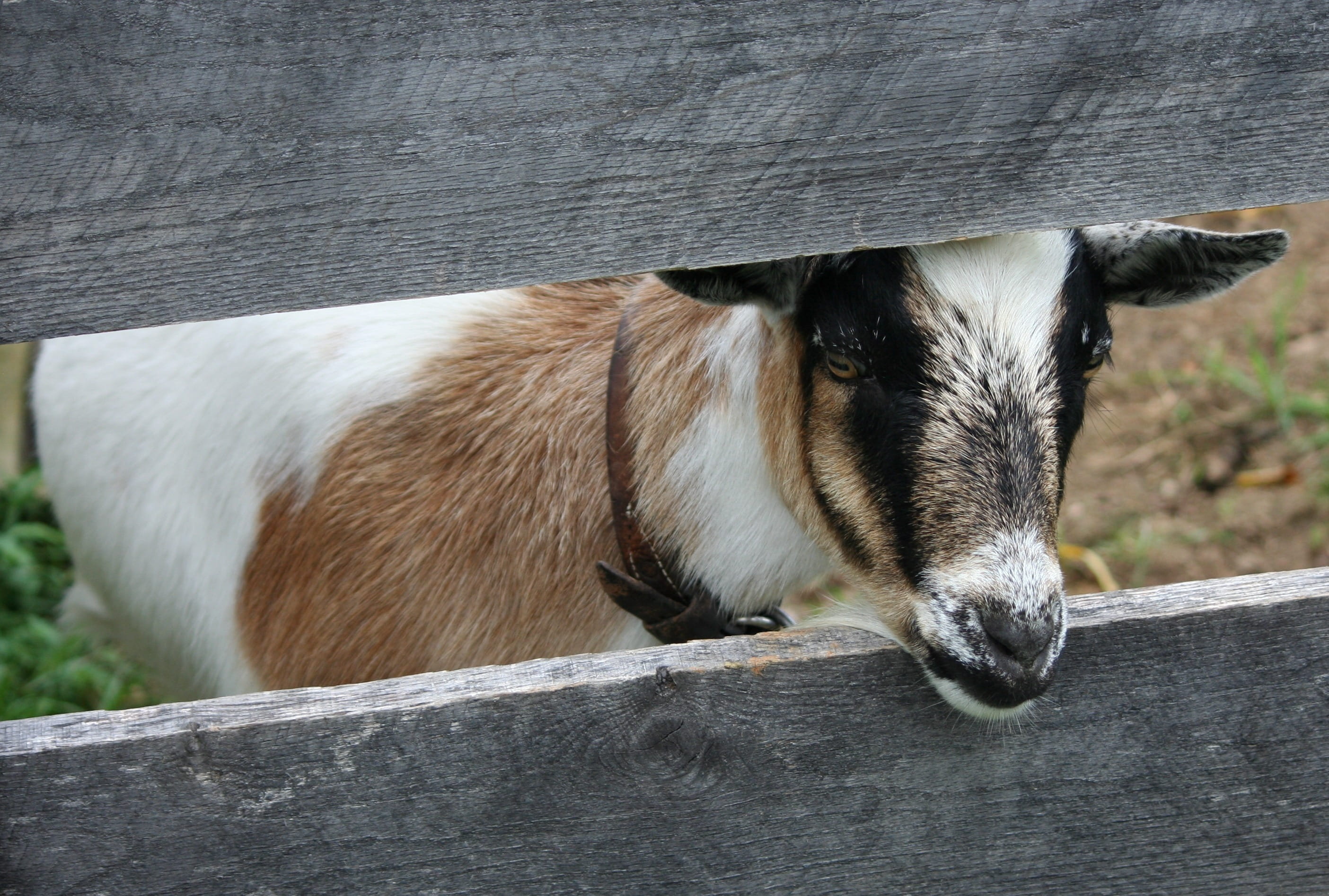 livestock, rural Scene, agriculture, one animal, Goat, country, Boer, cute, wild, Animal, barrier, Domestic, agricultural, domestic animals, day, focus on foreground, HD Wallpaper