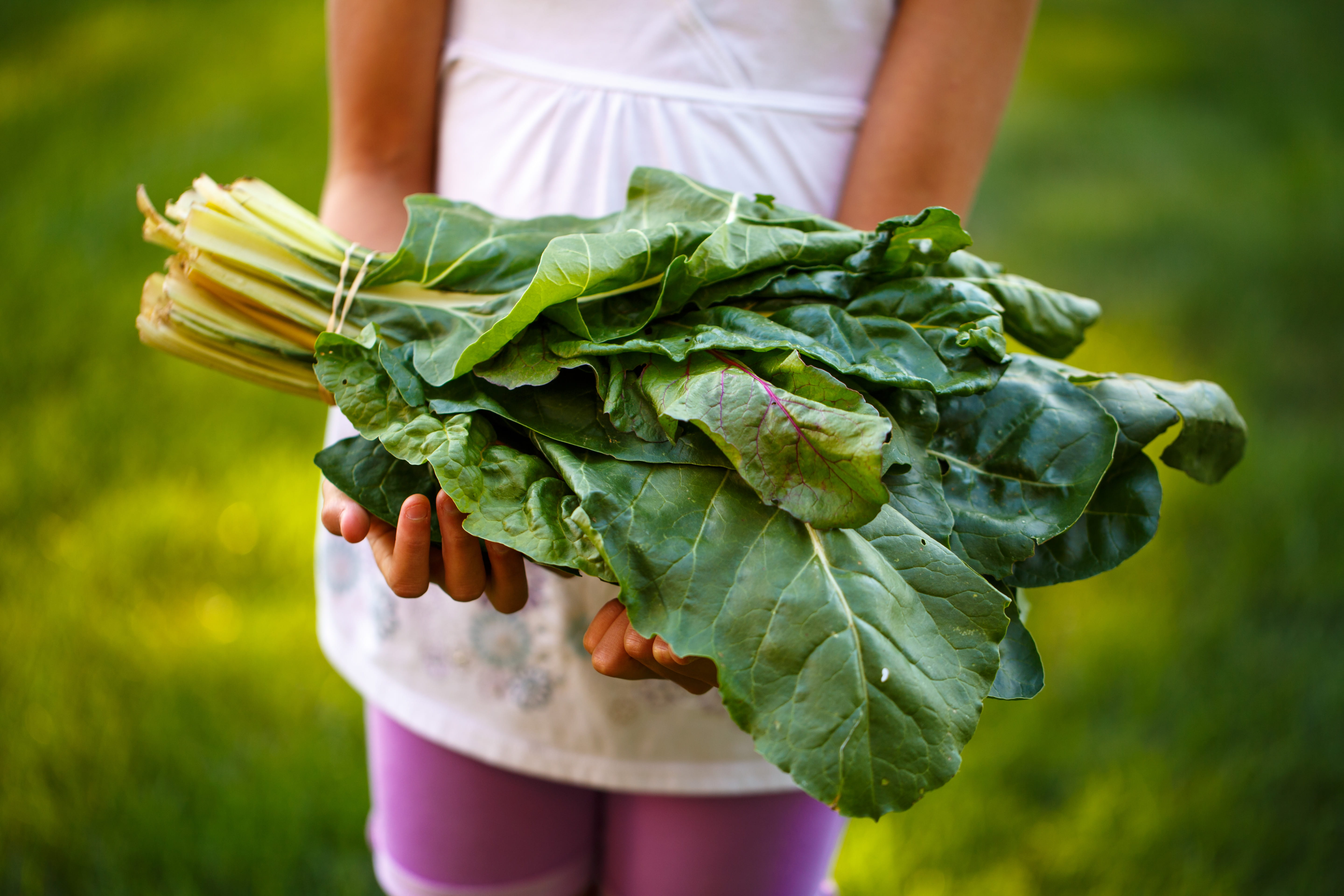 plant part, vegetable, freshness, day, nature, purple, choy, midsection, 5K, women, adult, hand, organic, bok, outdoors, leaf, green color, food and drink, HD Wallpaper