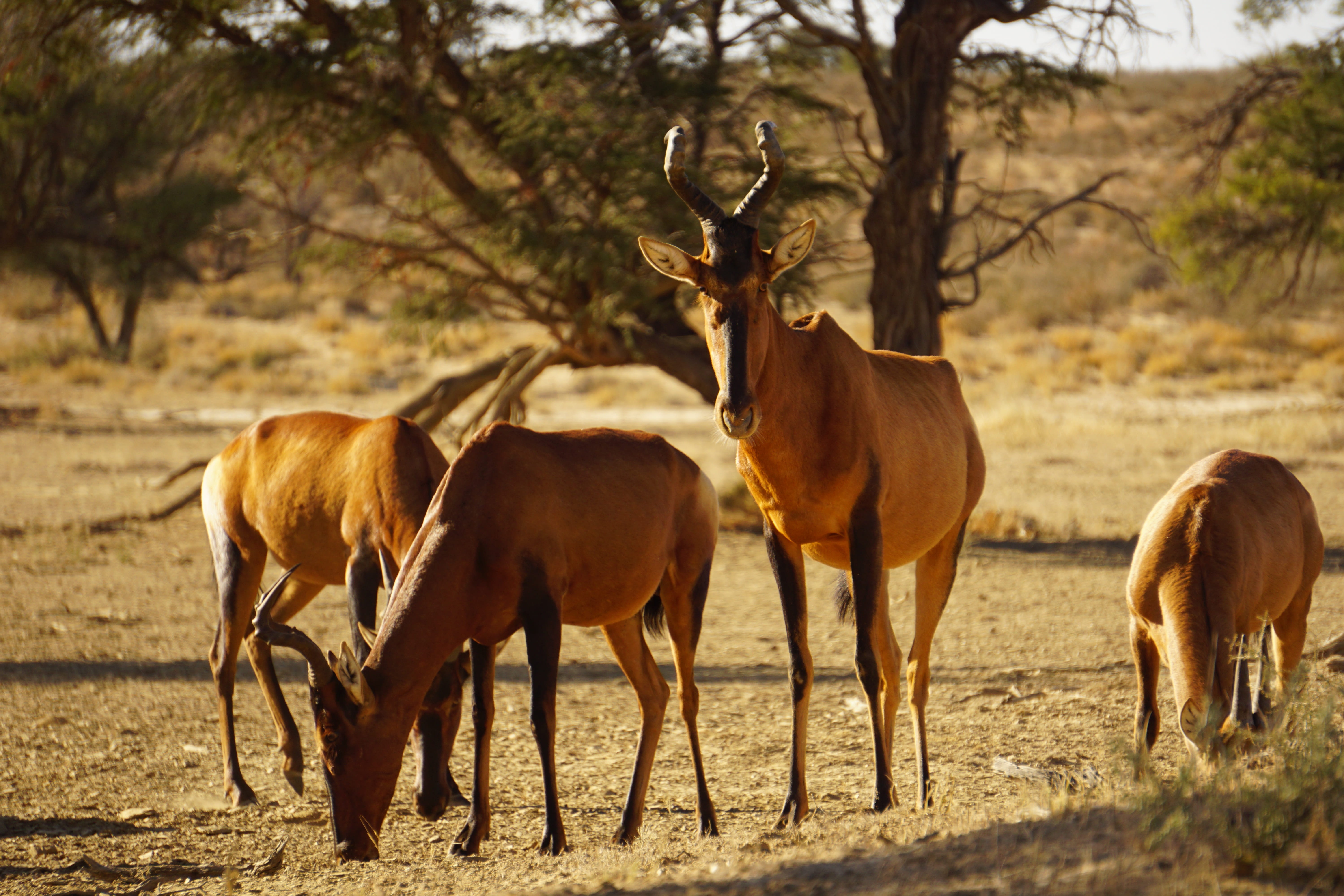 tree, deer, outdoors, safari, plant, wildlife, sunlight, animal wildlife, animal, day, 5K, standing, animals, group of animals, animal themes, namibia, HD Wallpaper