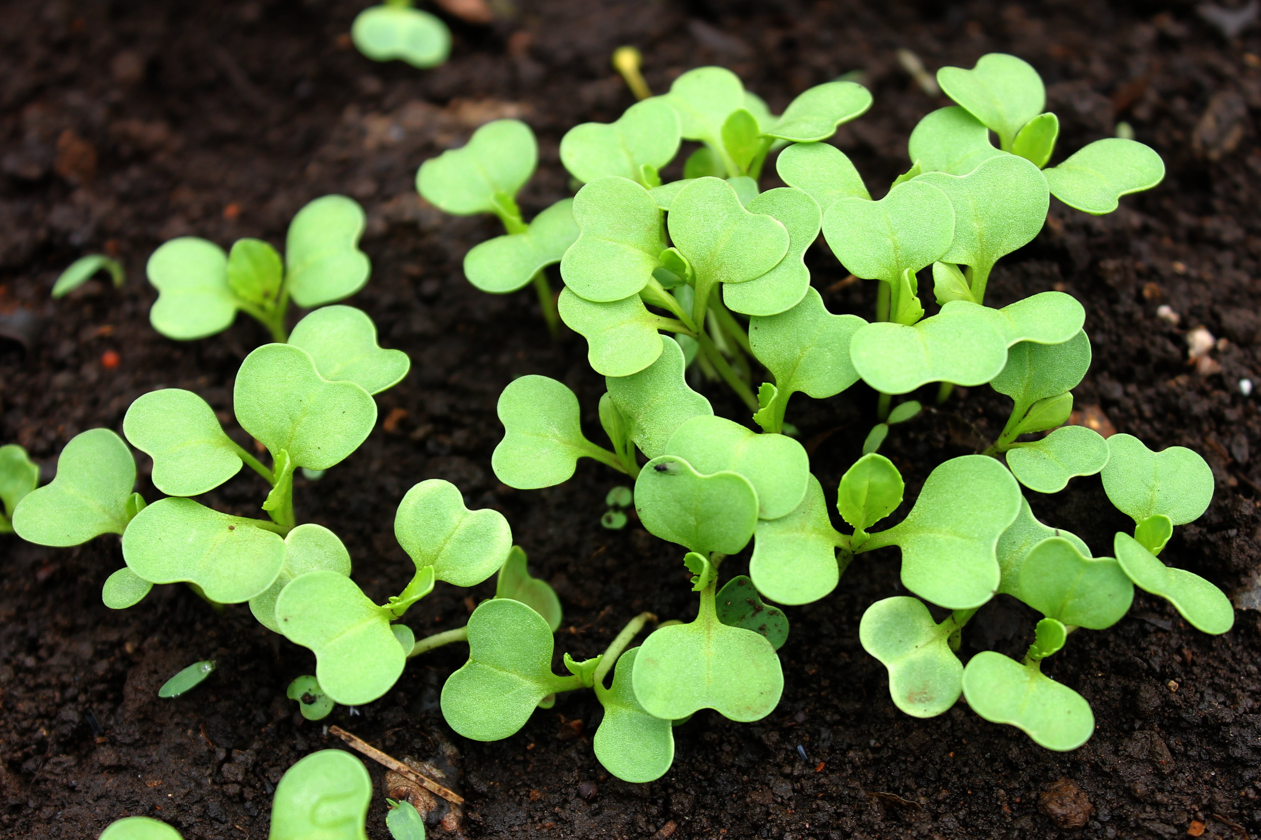 mud, planting, freshness, no people, growth, food and drink, food, sweet food, beginnings, bok choy growing, healthy eating, high angle view, plant part, HD Wallpaper