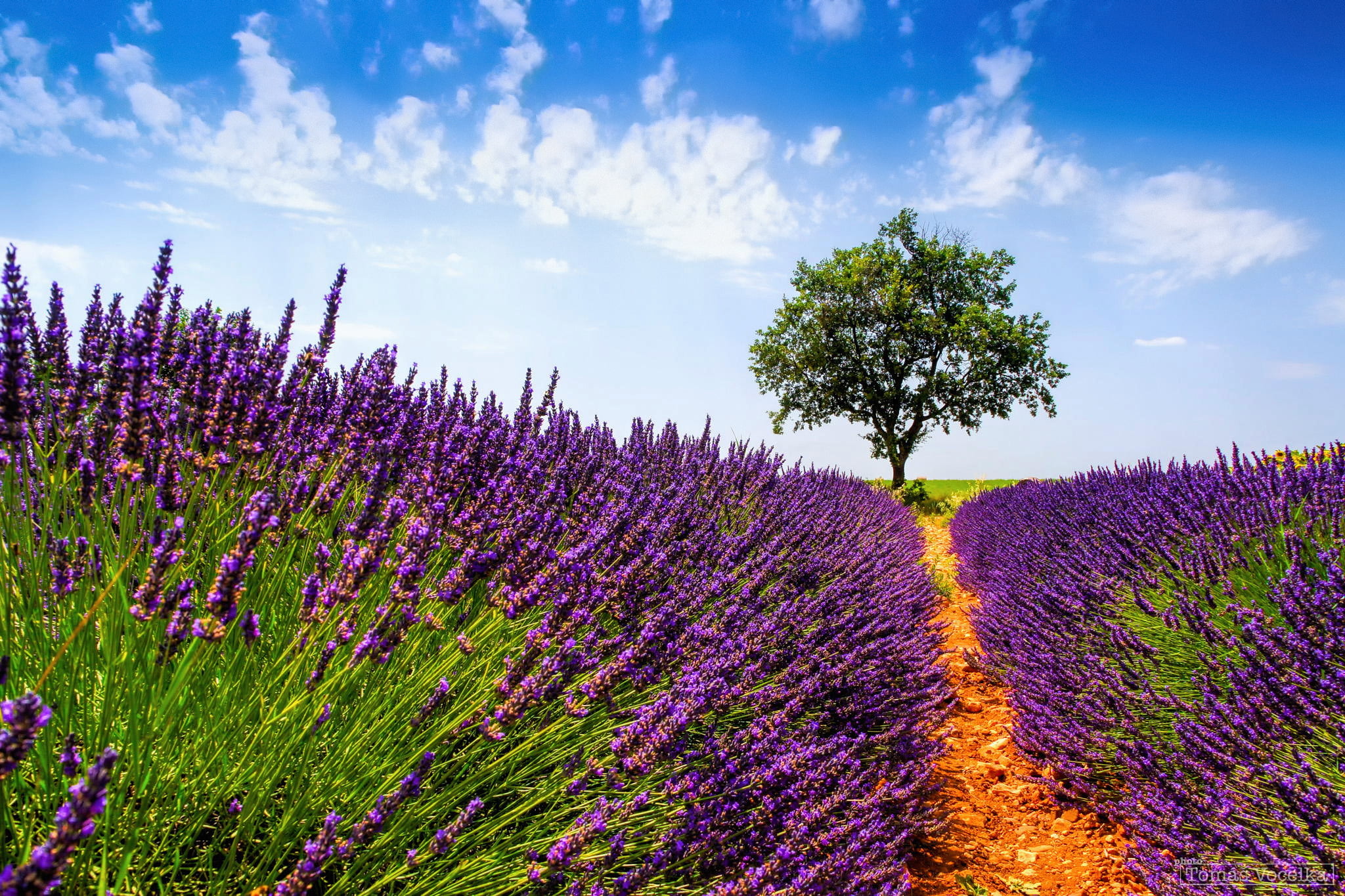 fragility, green, season, lavender Coloured, field, tre, green Color, plateau De Valensole, multi Colored, clouds, non-Urban Scene, lavender, rural Scene, HD Wallpaper