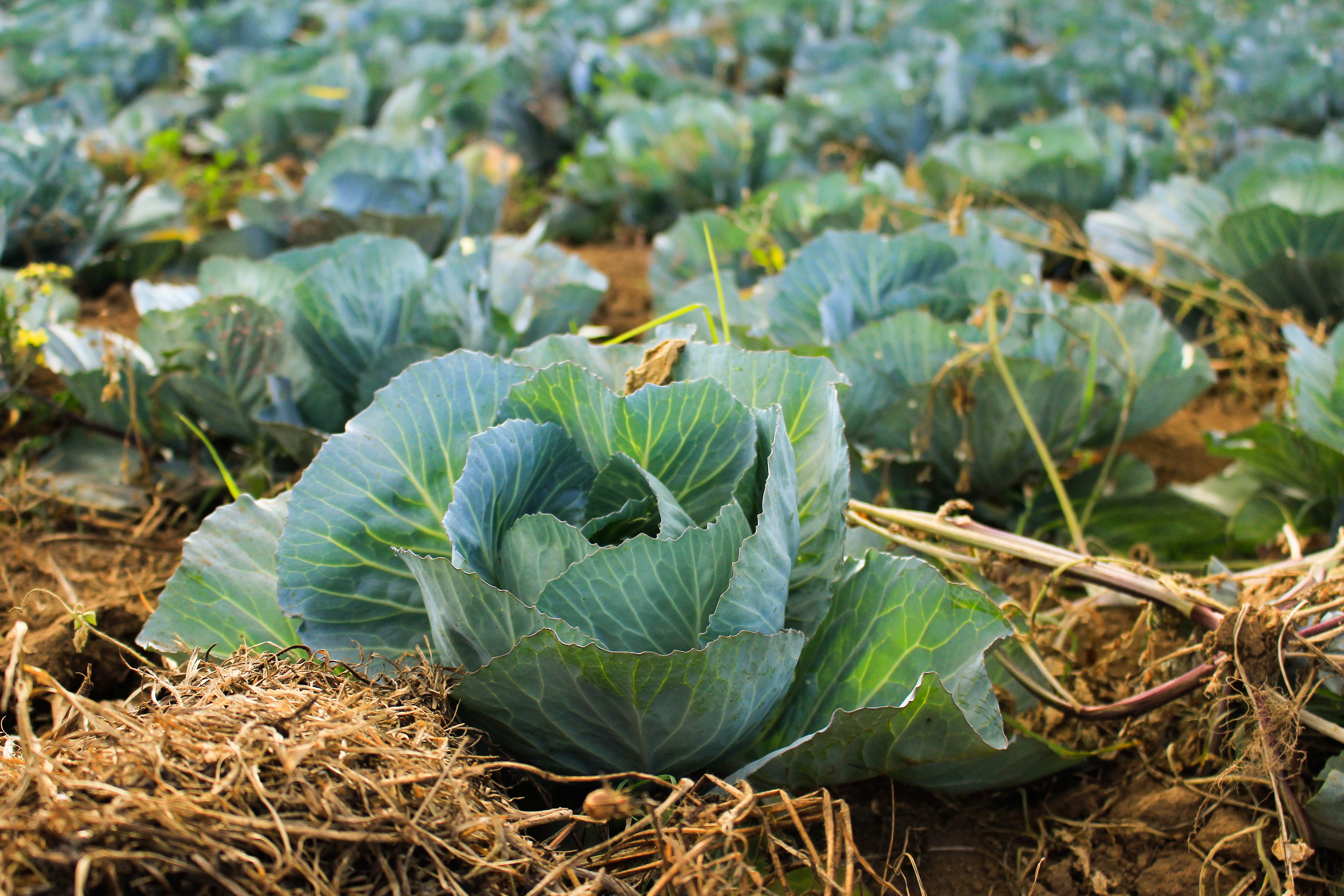 no people, nature, choy, food and drink, food, close-up, outdoors, crop, 5K, organic, growth, vegetable, field, gardening, green color, healthy eating, HD Wallpaper