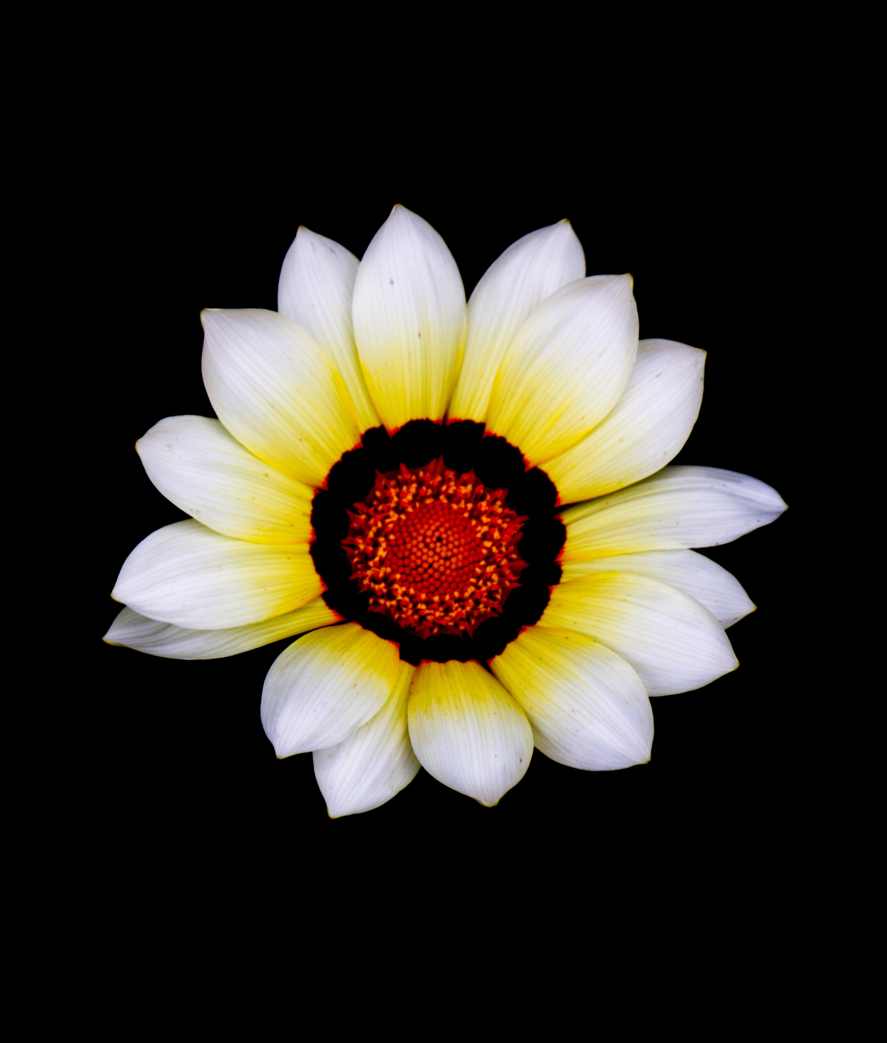 daisy, beauty in nature, petal, plateau, vulnerability, yellow, studio shot, 2K, blossom, florida, fragility, dahlia, bok tower gardens, growth, black background, Phone HD Wallpaper